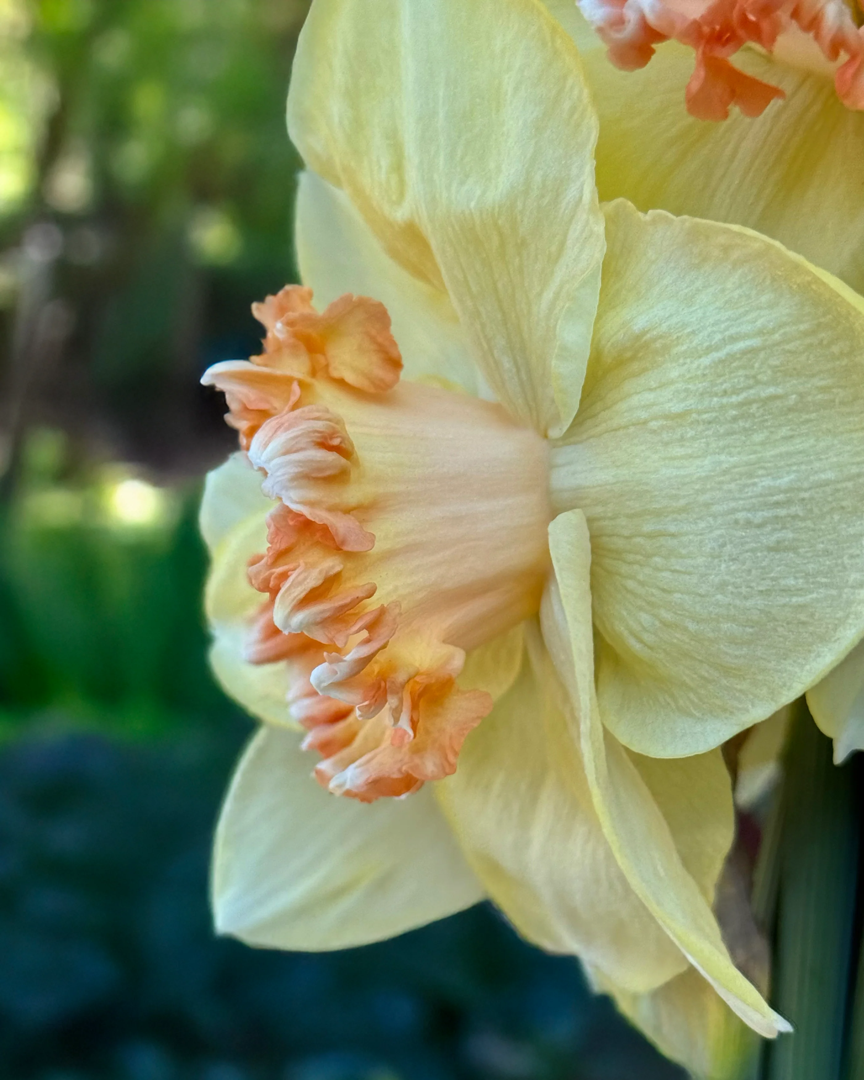 Narcissus 'By George' - Image 7