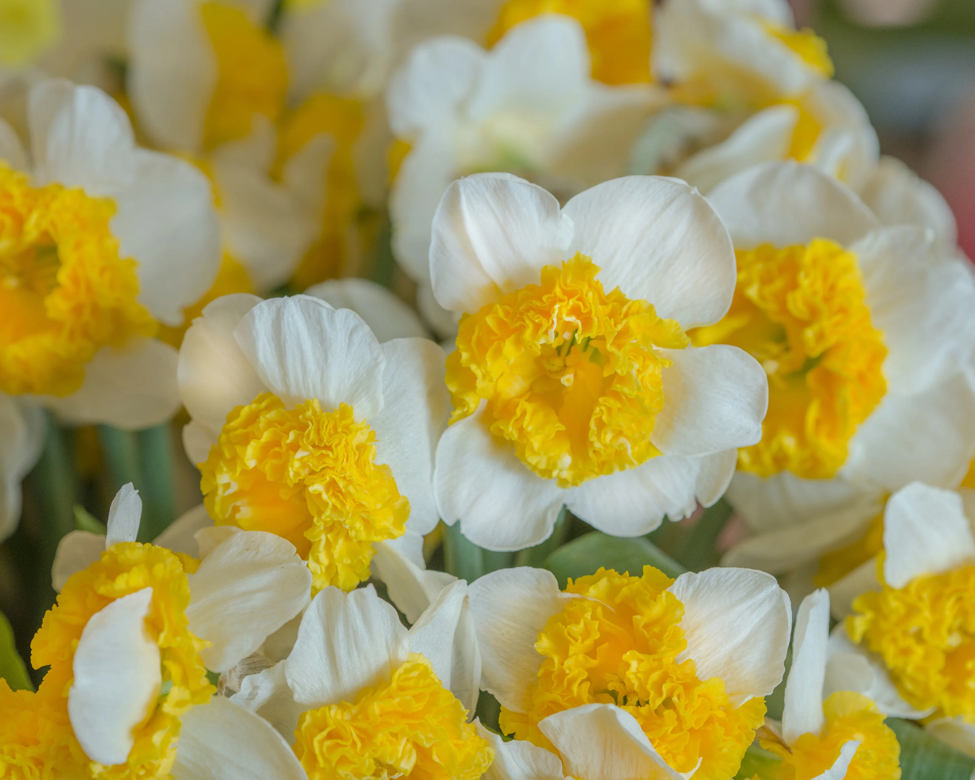 Narcissus 'Can Can Girl' - Image 2