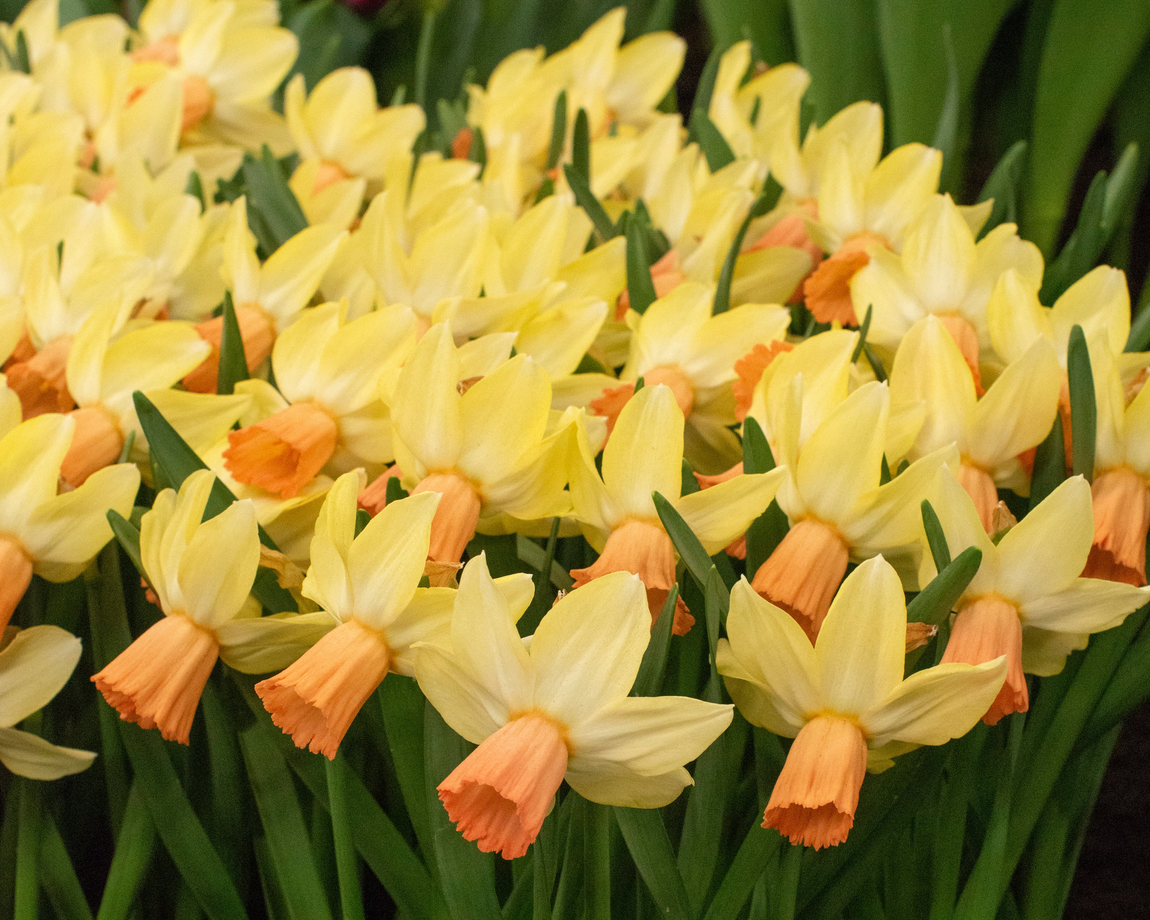 Narcissus 'Carice' - Image 3