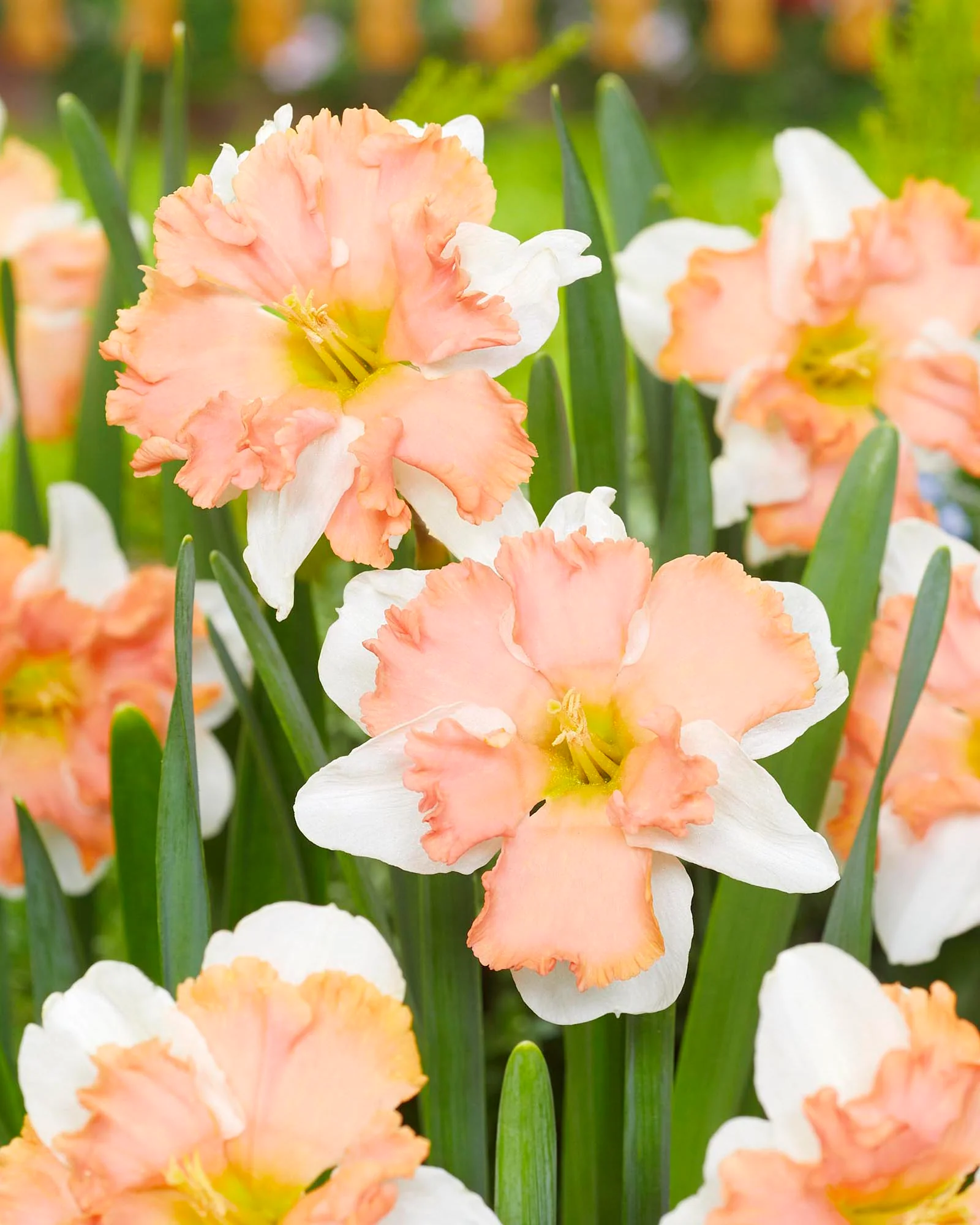 Narcissus 'Casanova' - Image 4