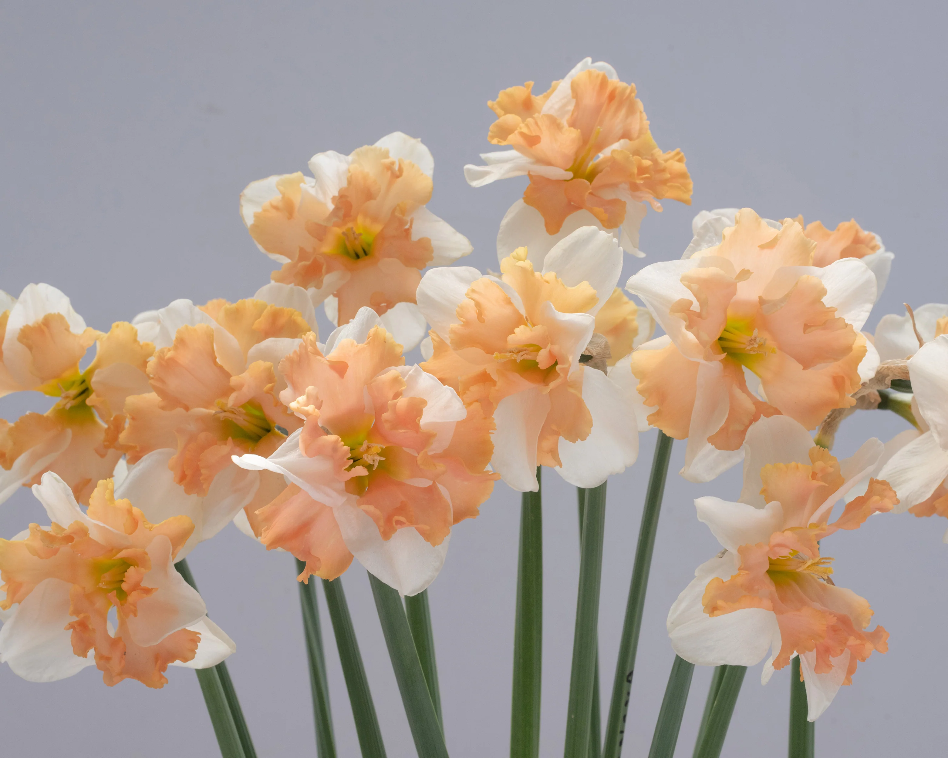 Narcissus 'Casanova' - Image 7