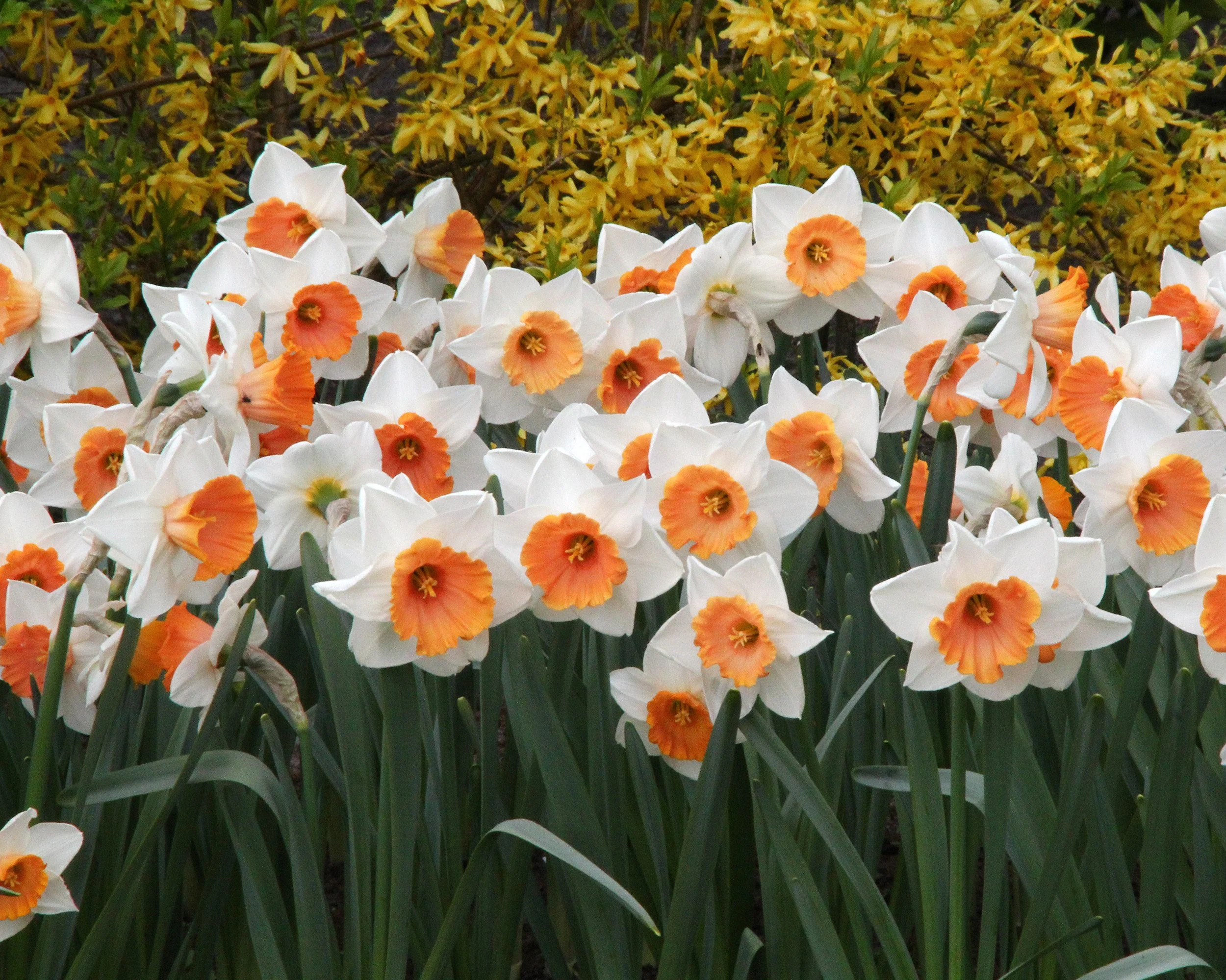 Narcissus 'Chromacolor' - Image 3