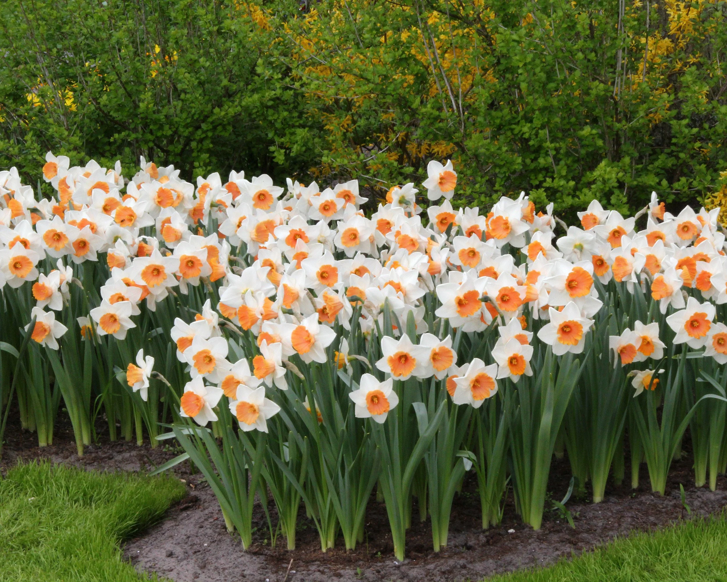 Narcissus 'Chromacolor' - Image 4