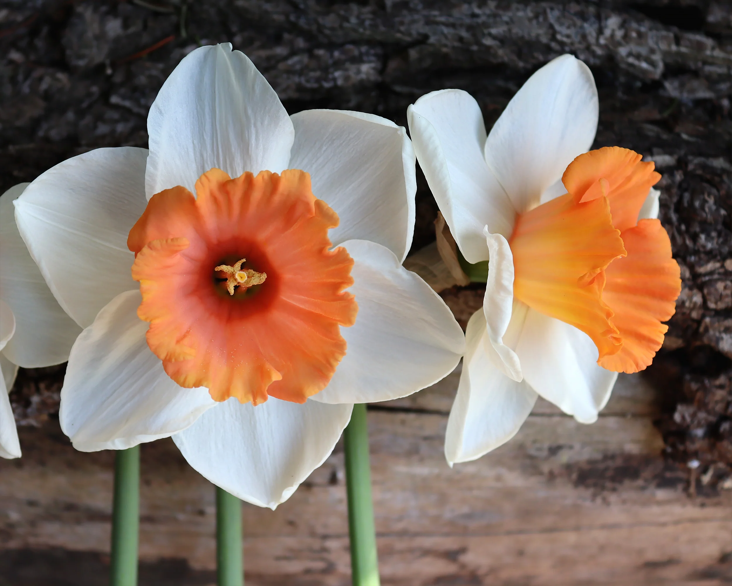 Narcissus 'Chromacolor' - Image 5