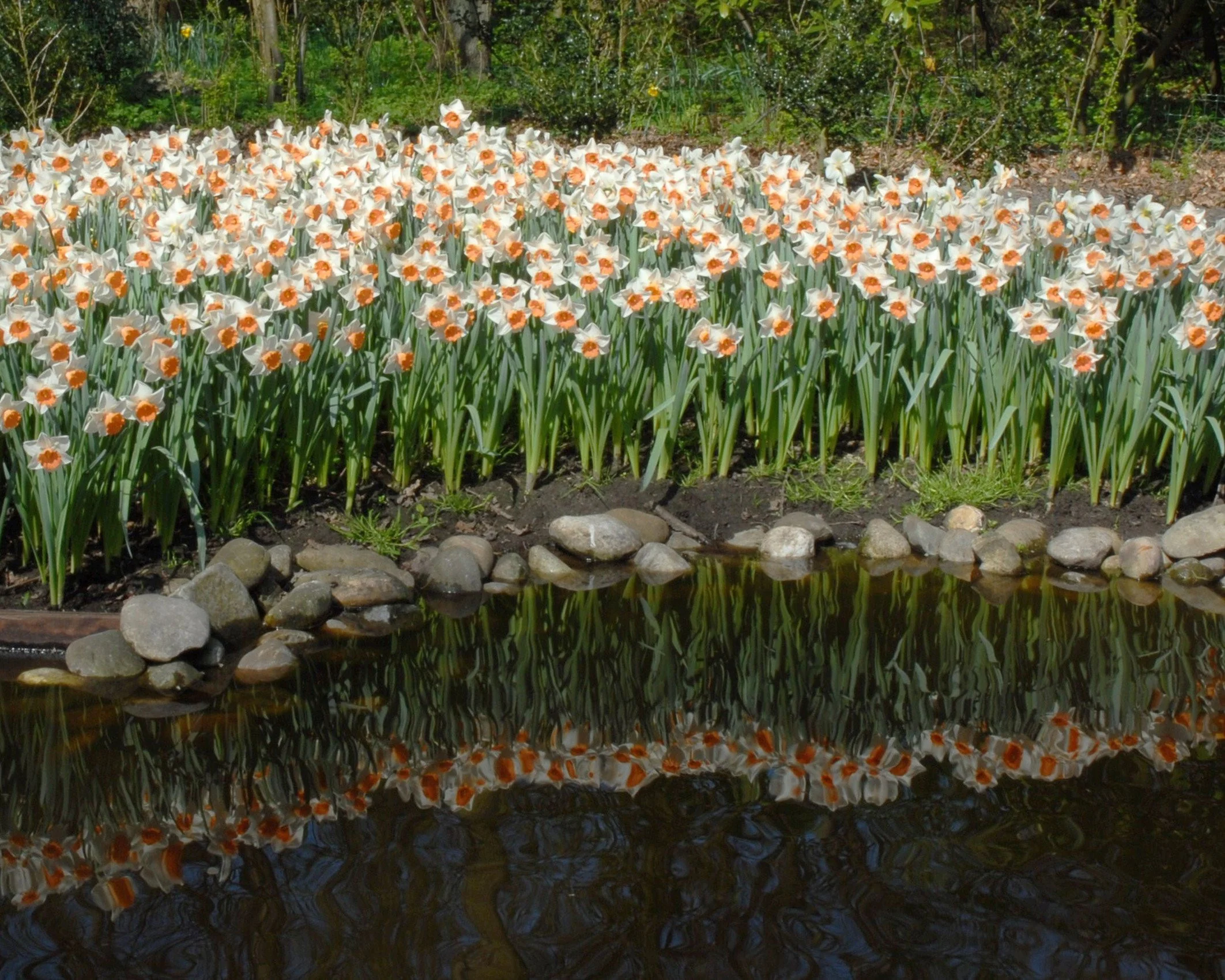 Narcissus 'Chromacolor' - Image 6