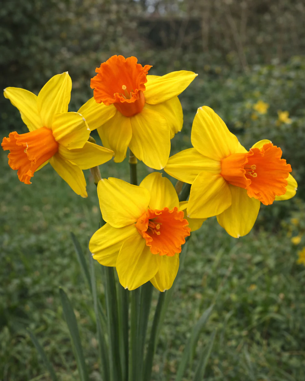 Narcissus 'Classic Garden' - Image 2