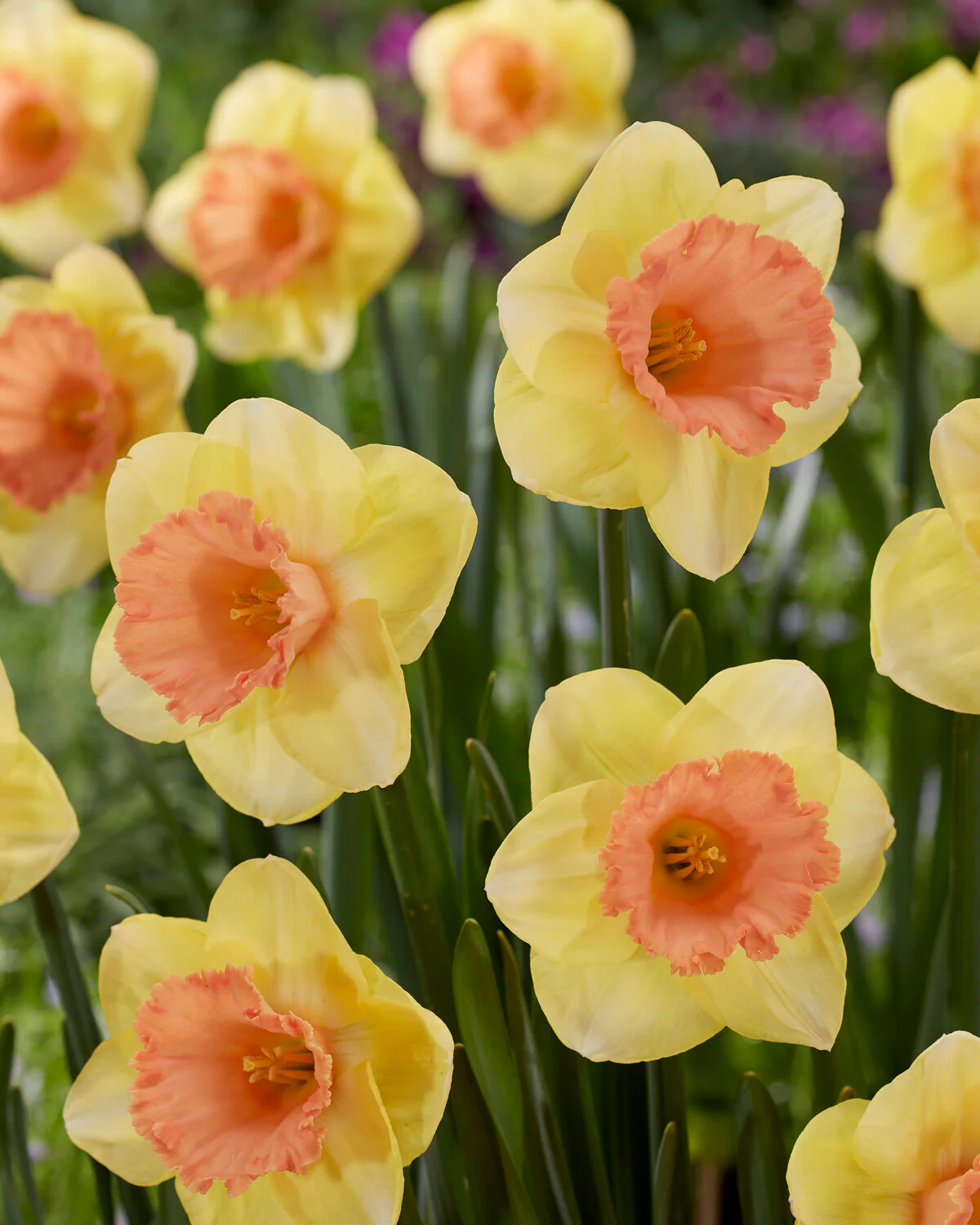 Narcissus 'Colour Magic' - Image 4