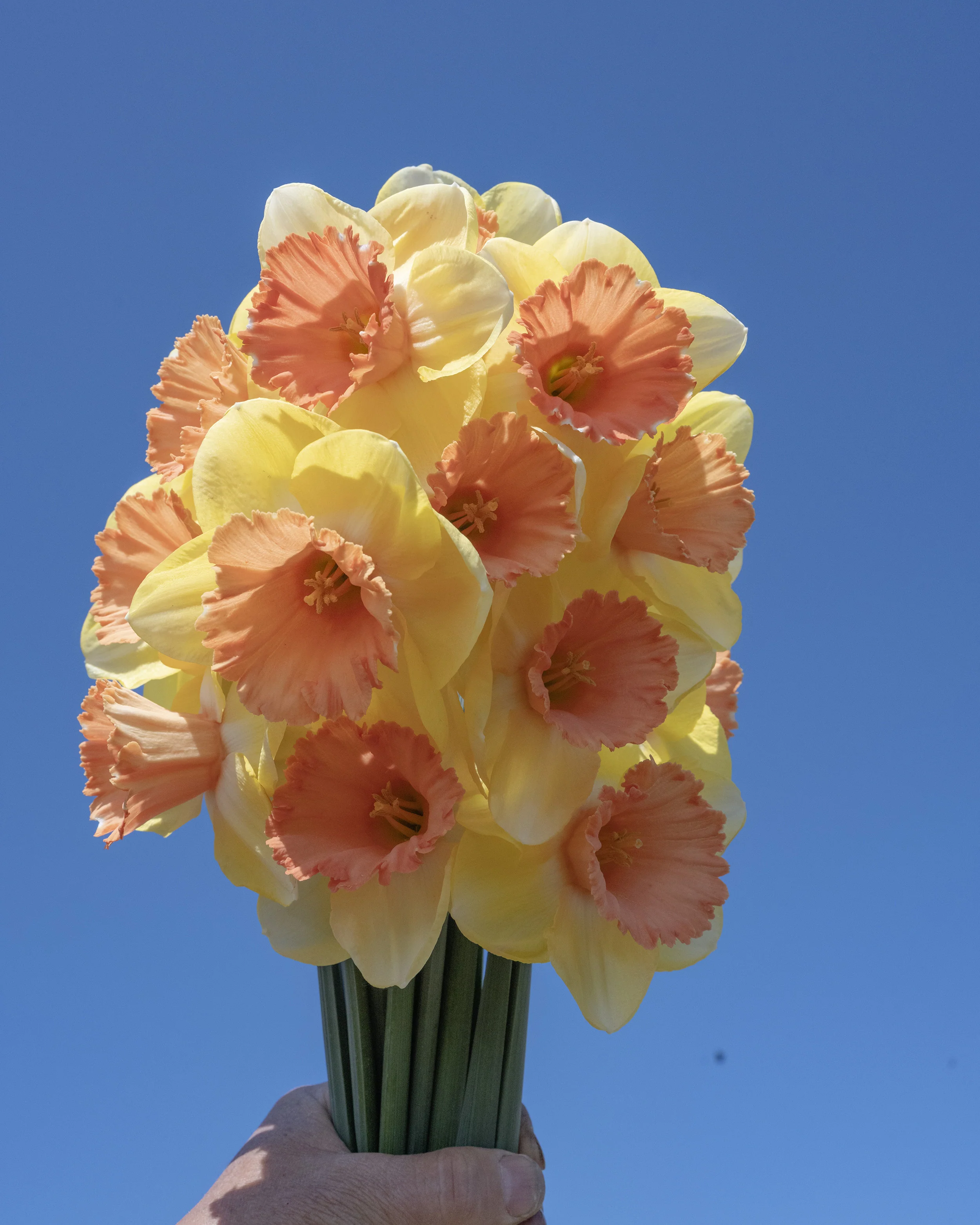 Narcissus 'Colour Magic' - Image 7