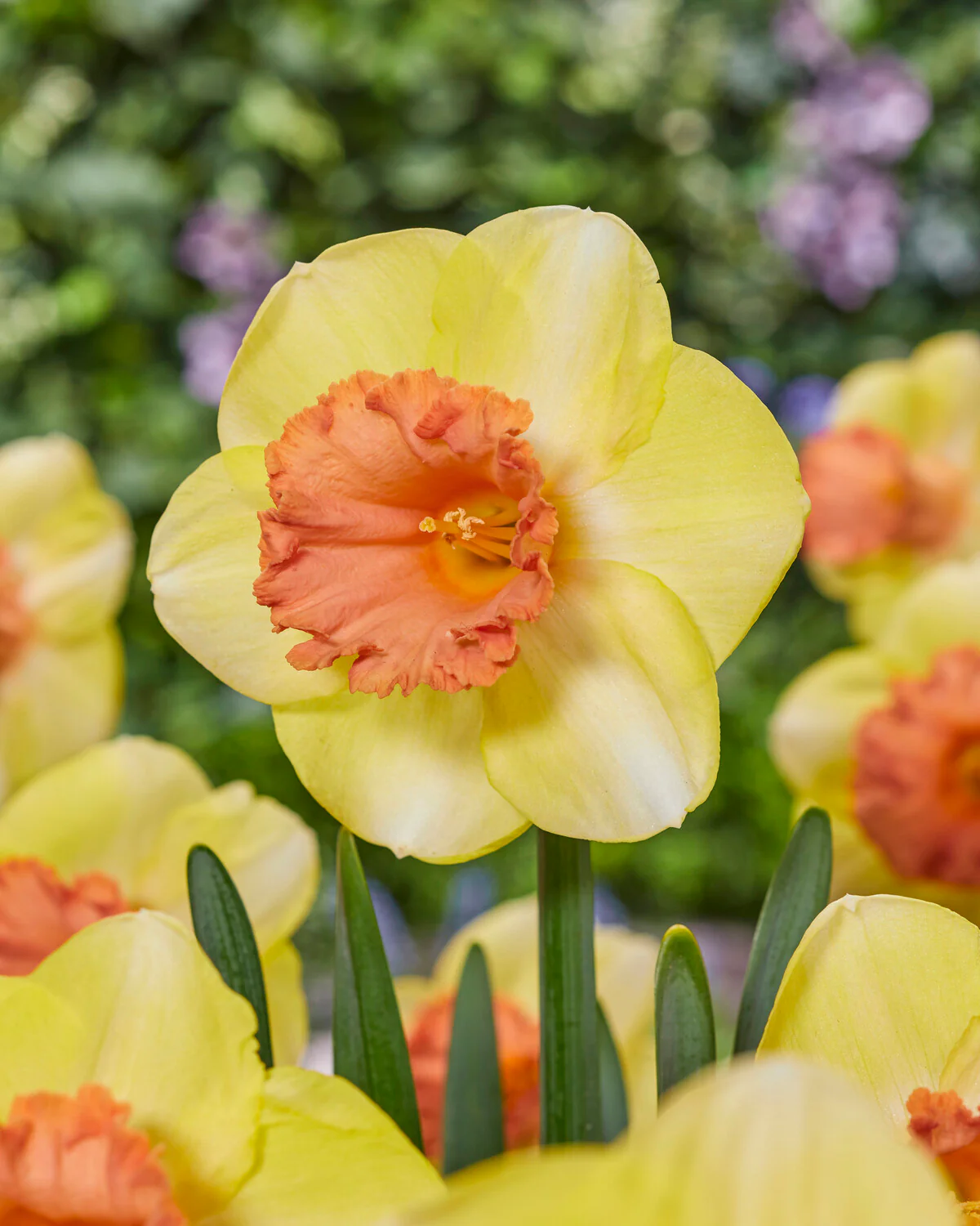 Narcissus 'Colour Run' - Image 2