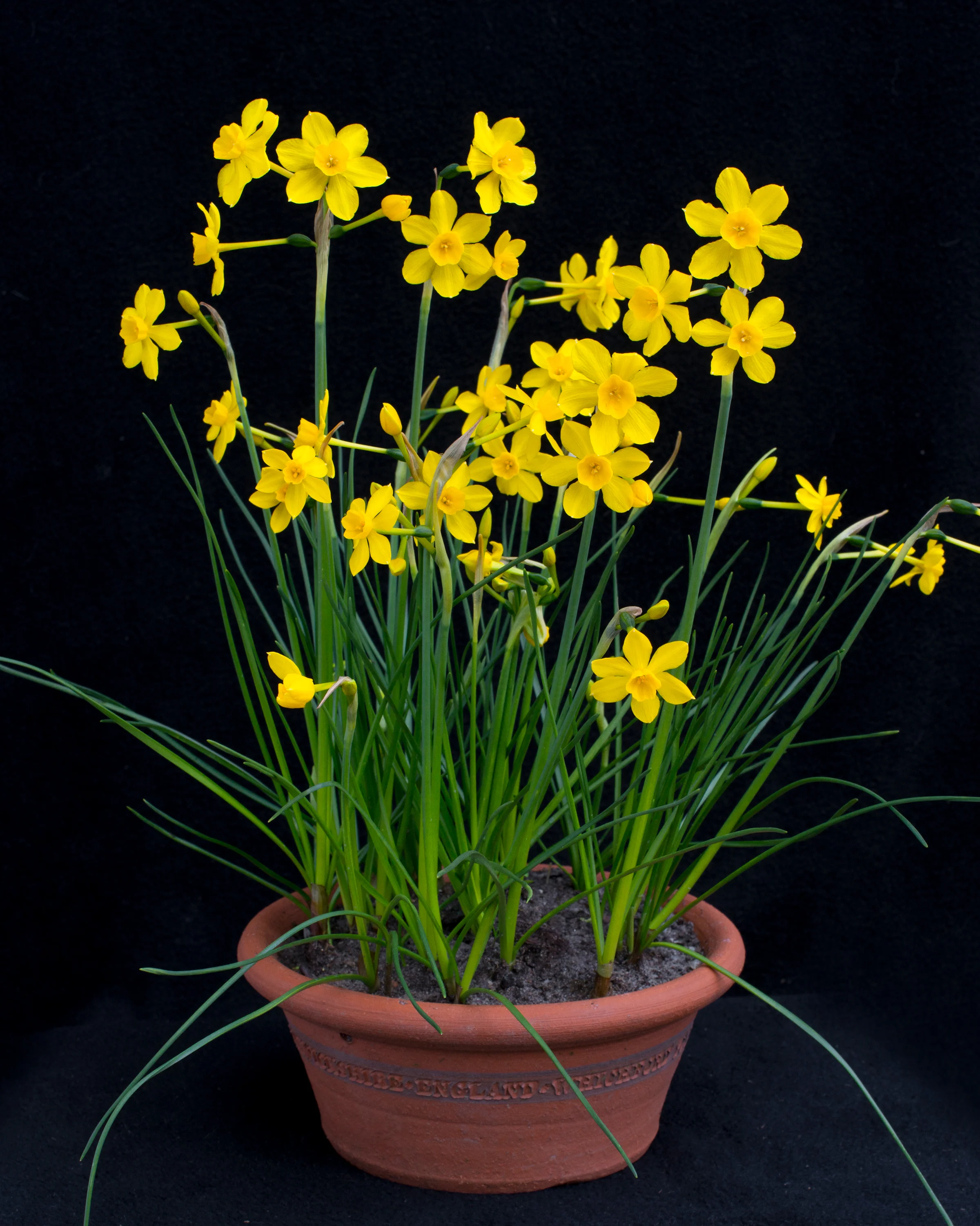 Narcissus cordubensis - Image 3