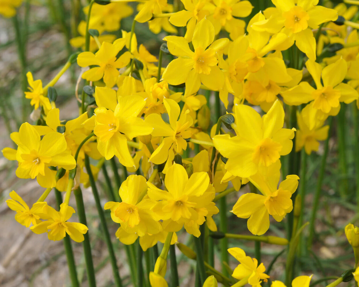 Narcissus cordubensis - Image 8