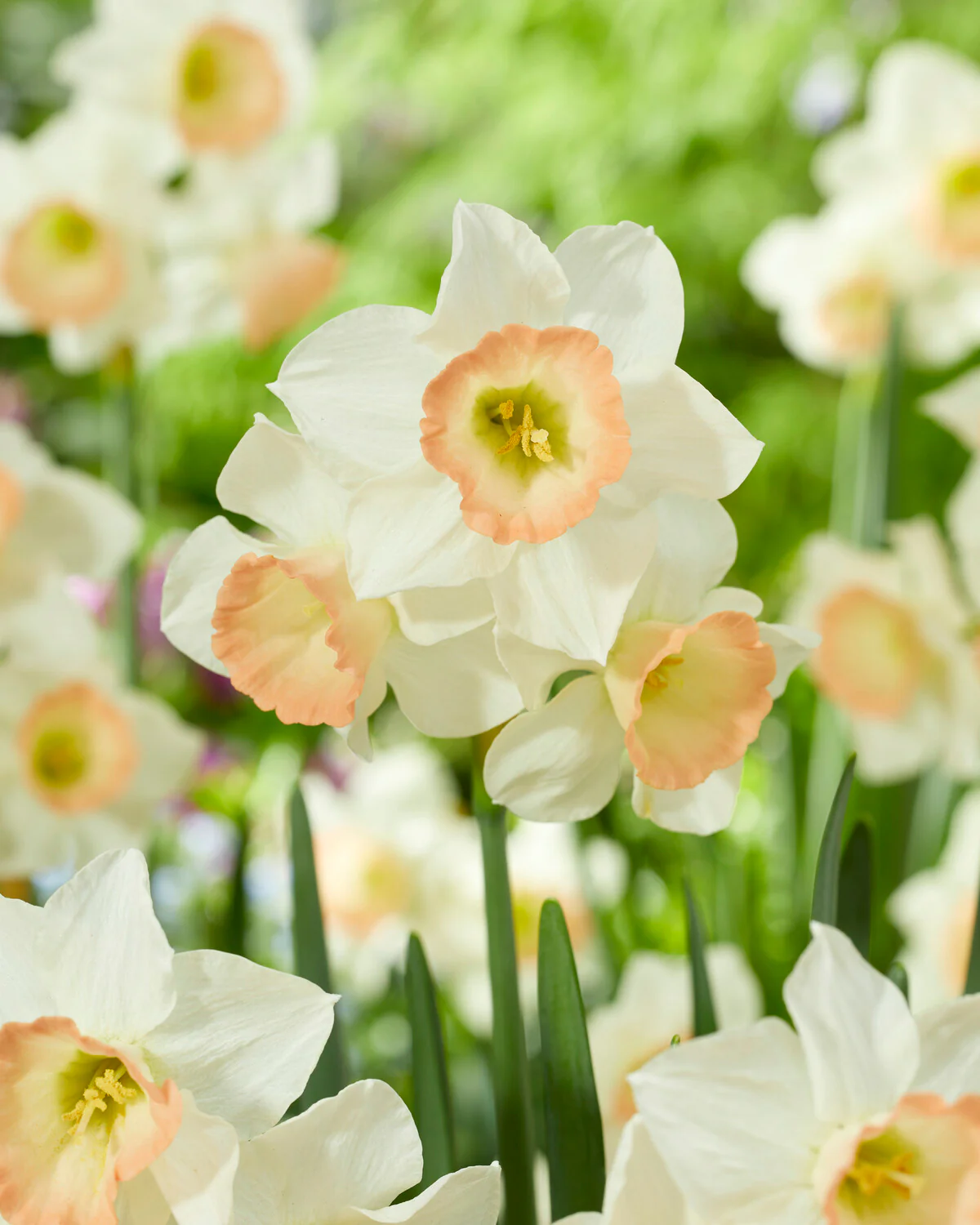 Narcissus 'Cosmopolitan' - Image 3