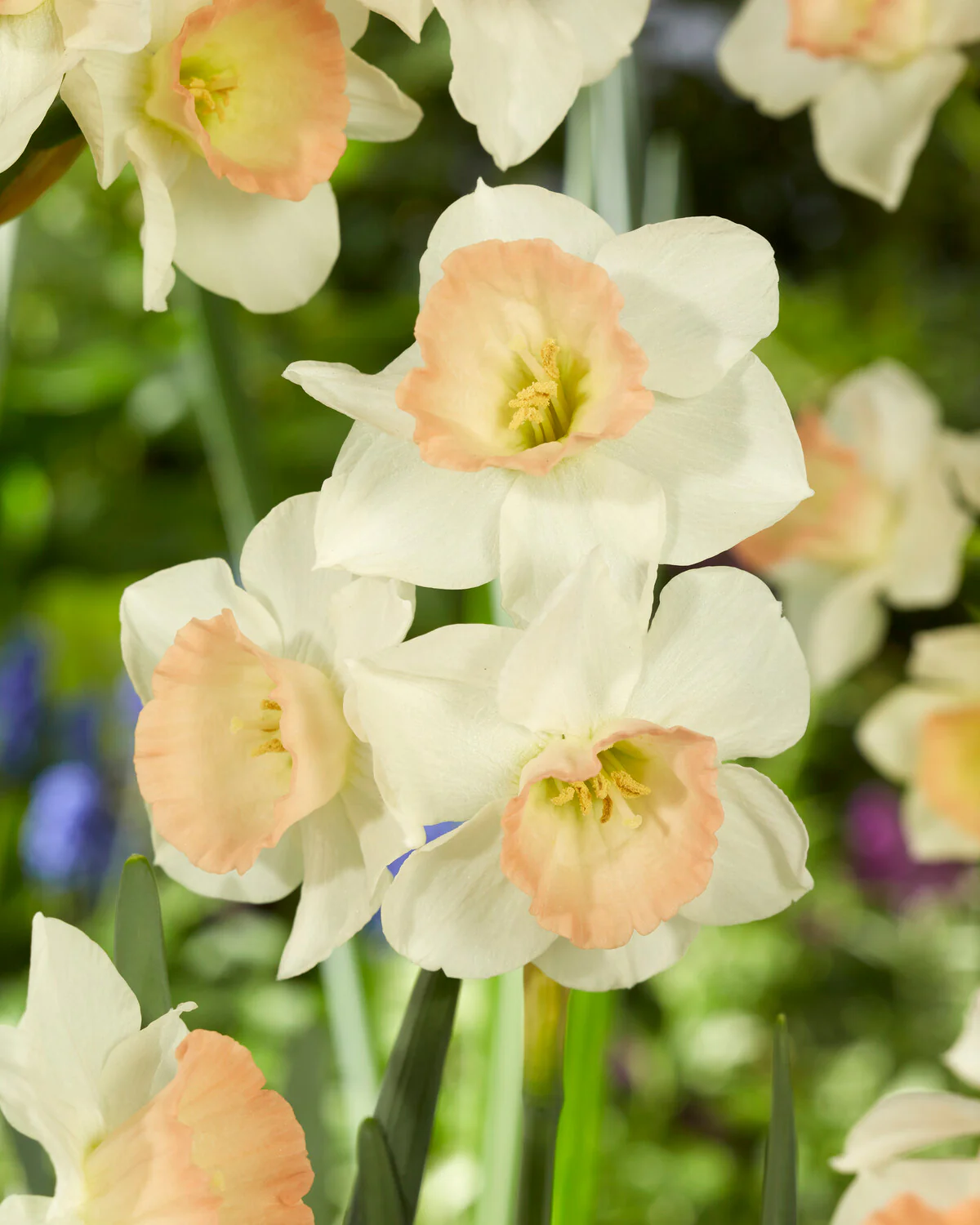 Narcissus 'Cosmopolitan' - Image 5