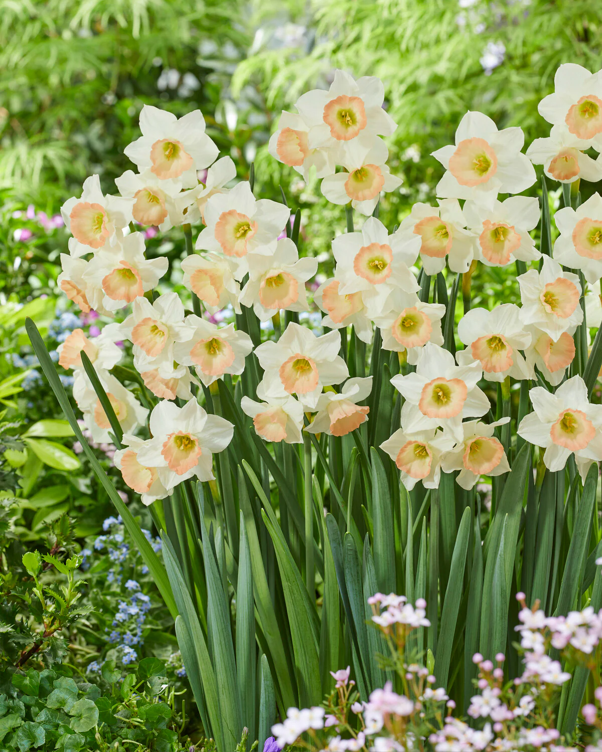 Narcissus 'Cosmopolitan' - Image 6