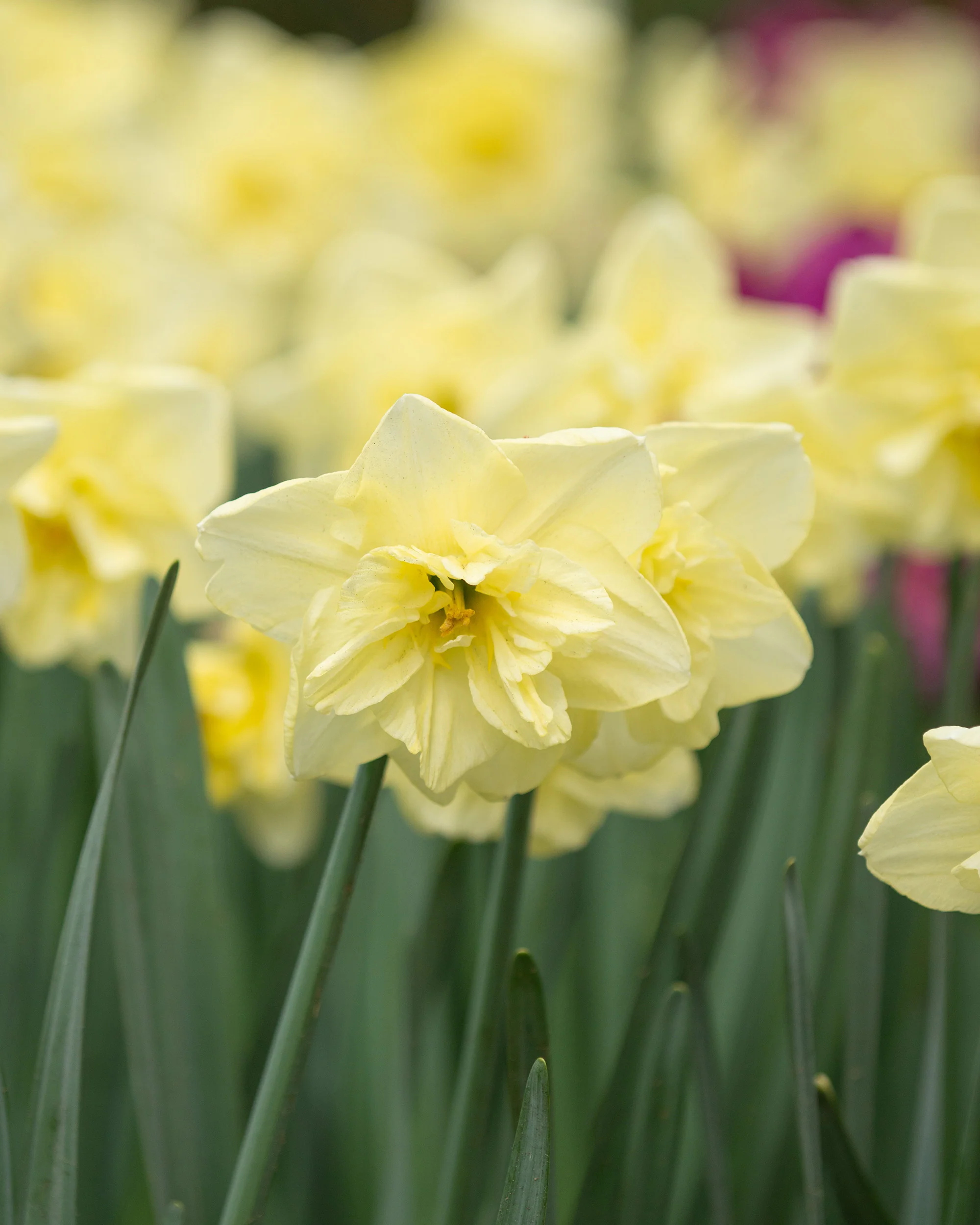 Narcissus 'Dancing Moonlight' - Image 7