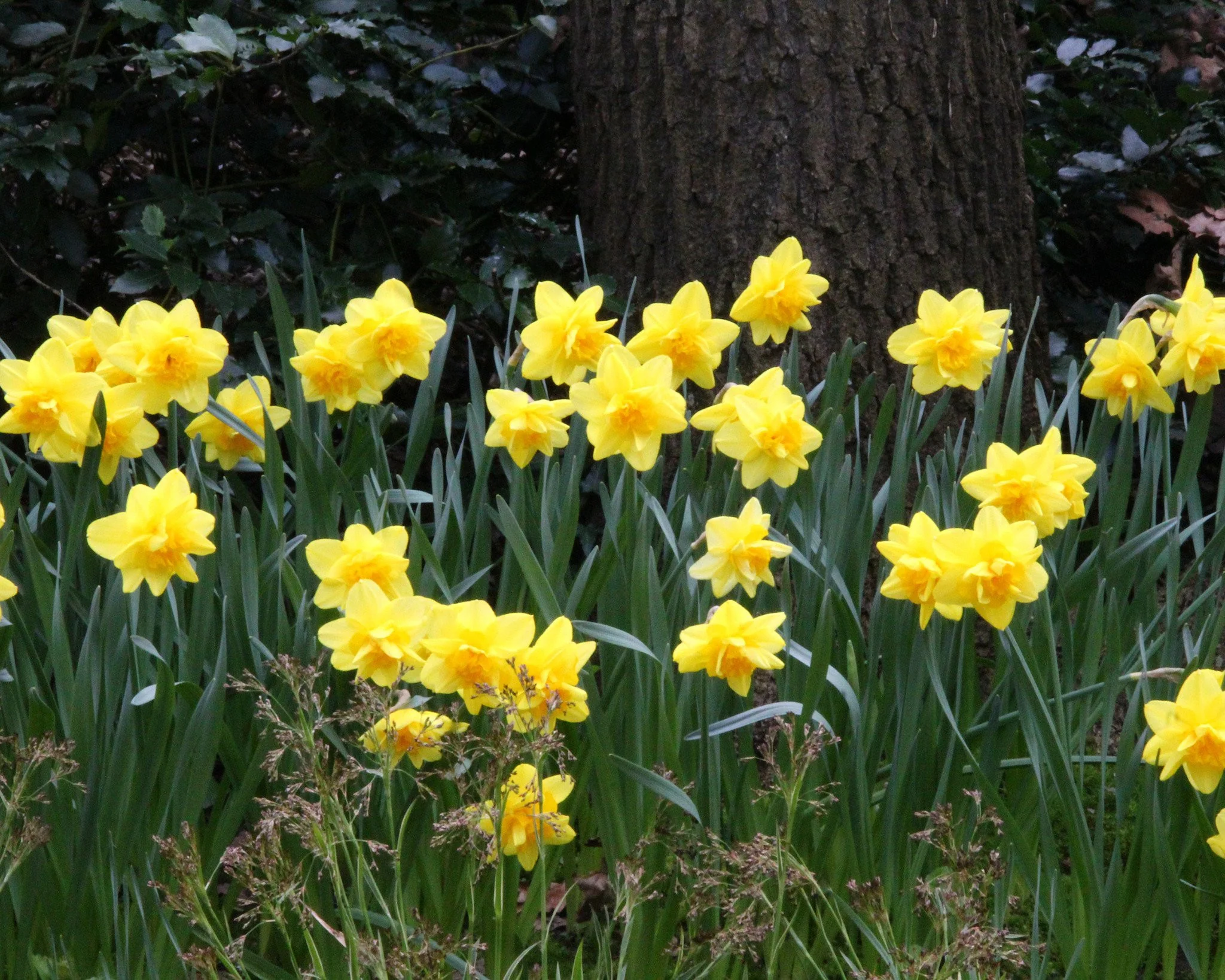 Narcissus 'Dick Wilden' - Image 5