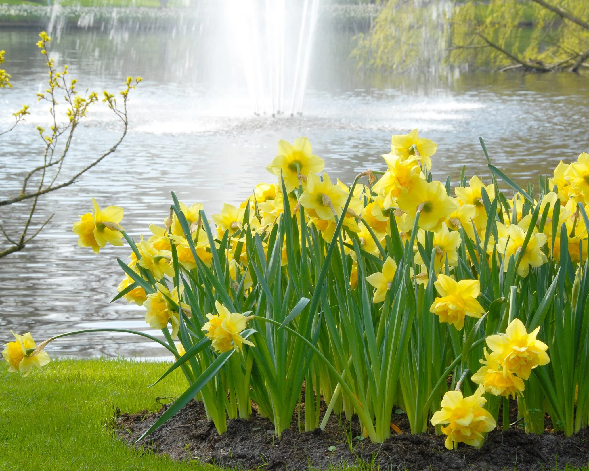 Narcissus 'Dick Wilden' - Image 8
