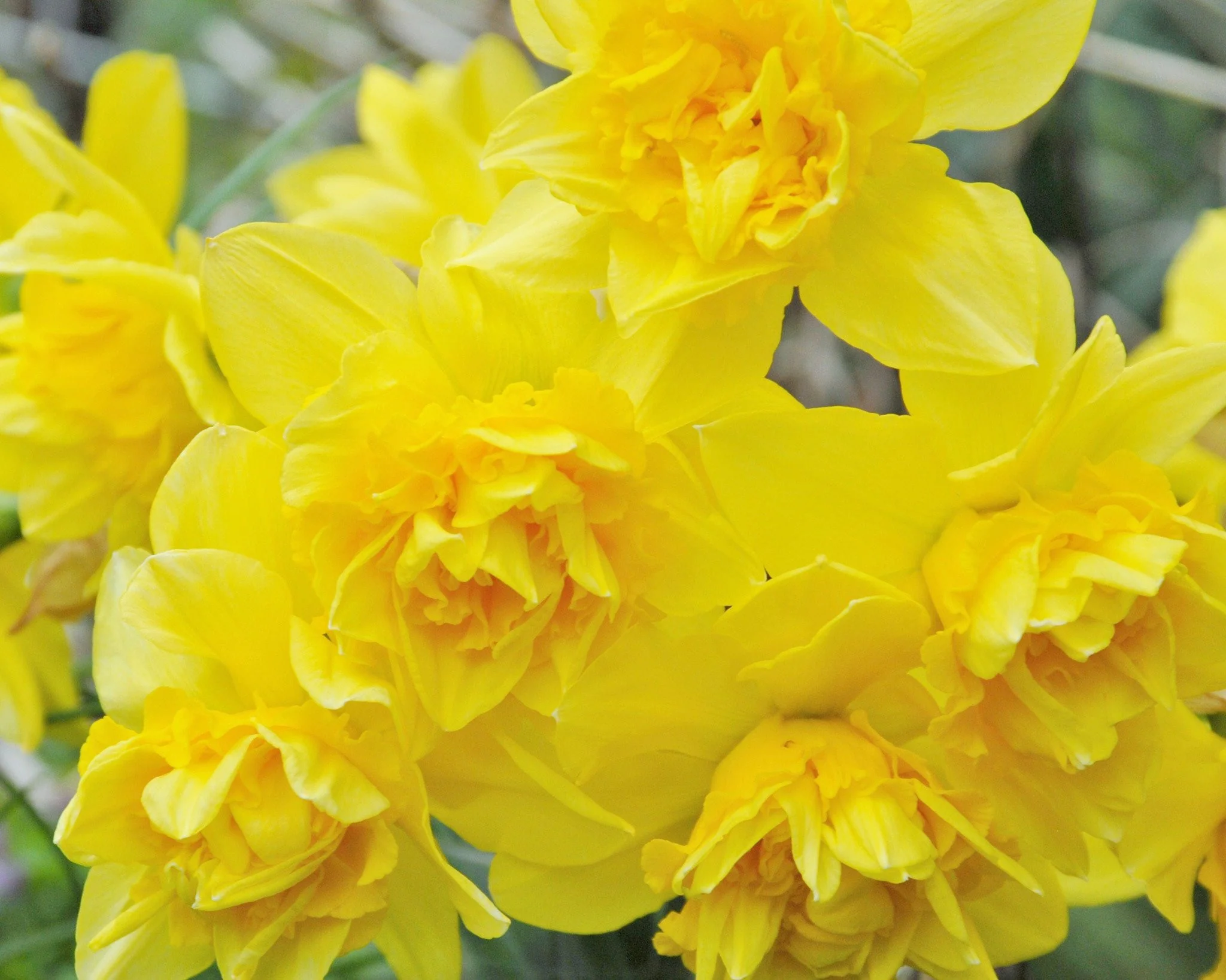 Narcissus 'Dick Wilden' - Image 9