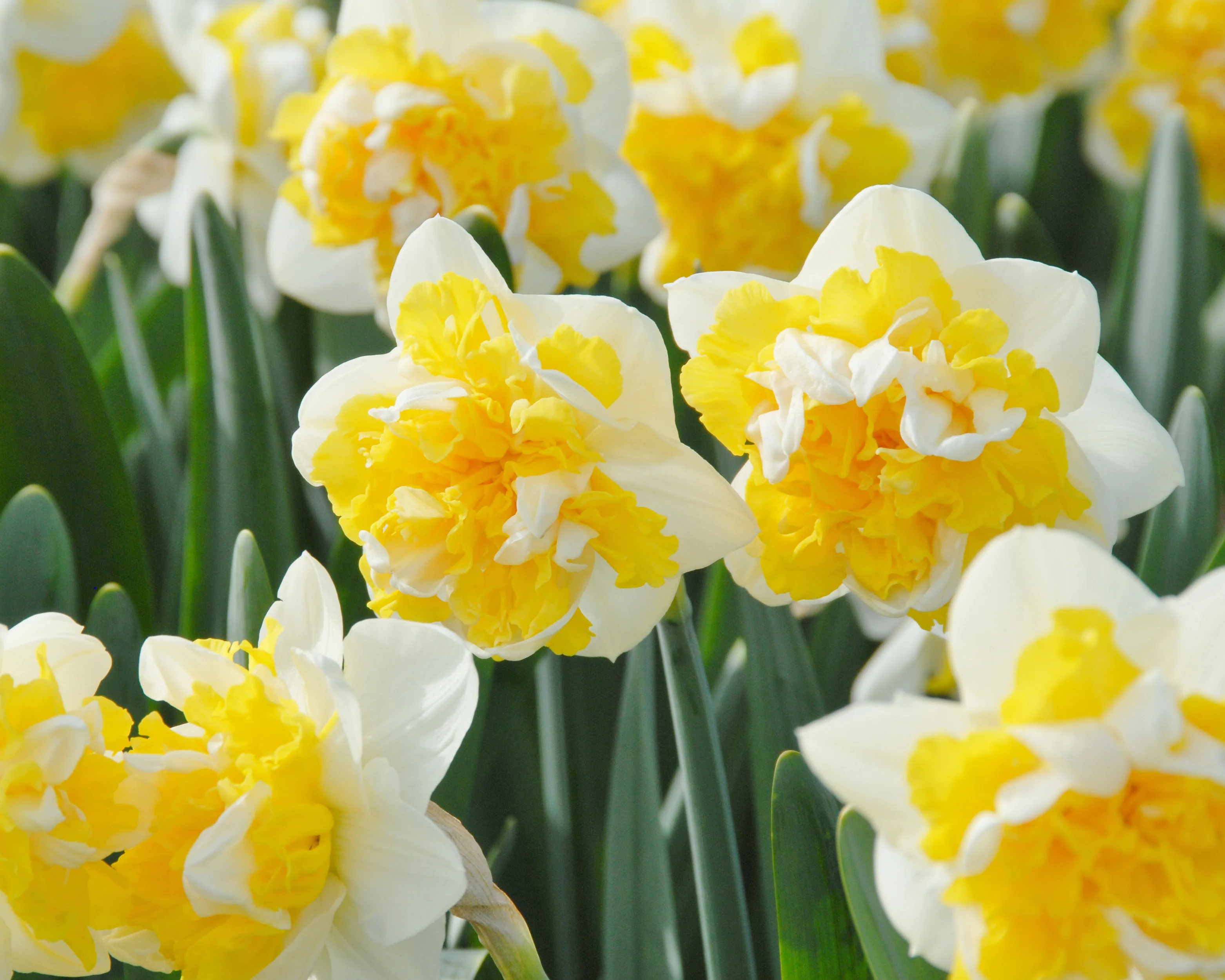 Narcissus 'Doctor Witteveen' - Image 3