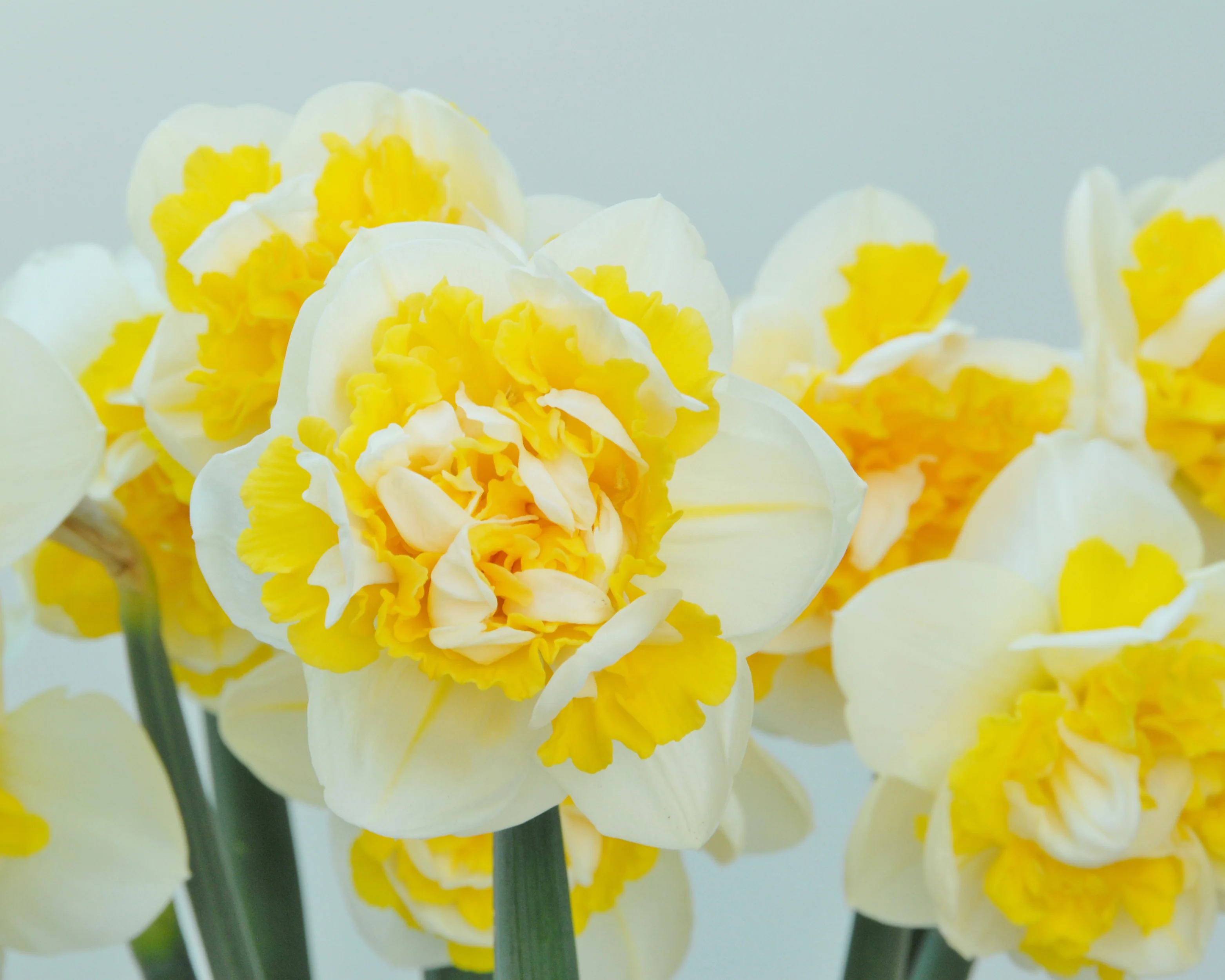 Narcissus 'Doctor Witteveen' - Image 4