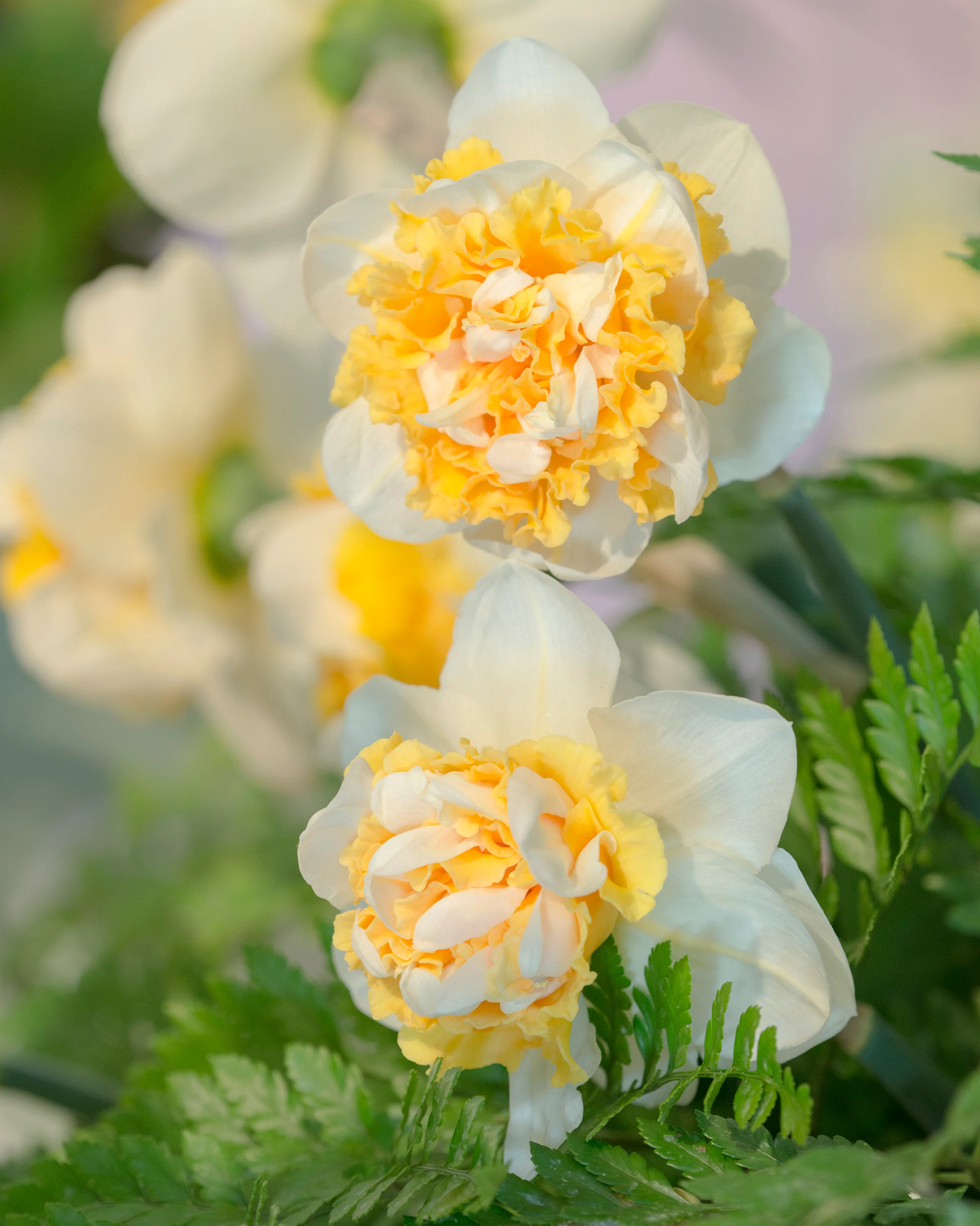 Narcissus 'Doctor Witteveen' - Image 6