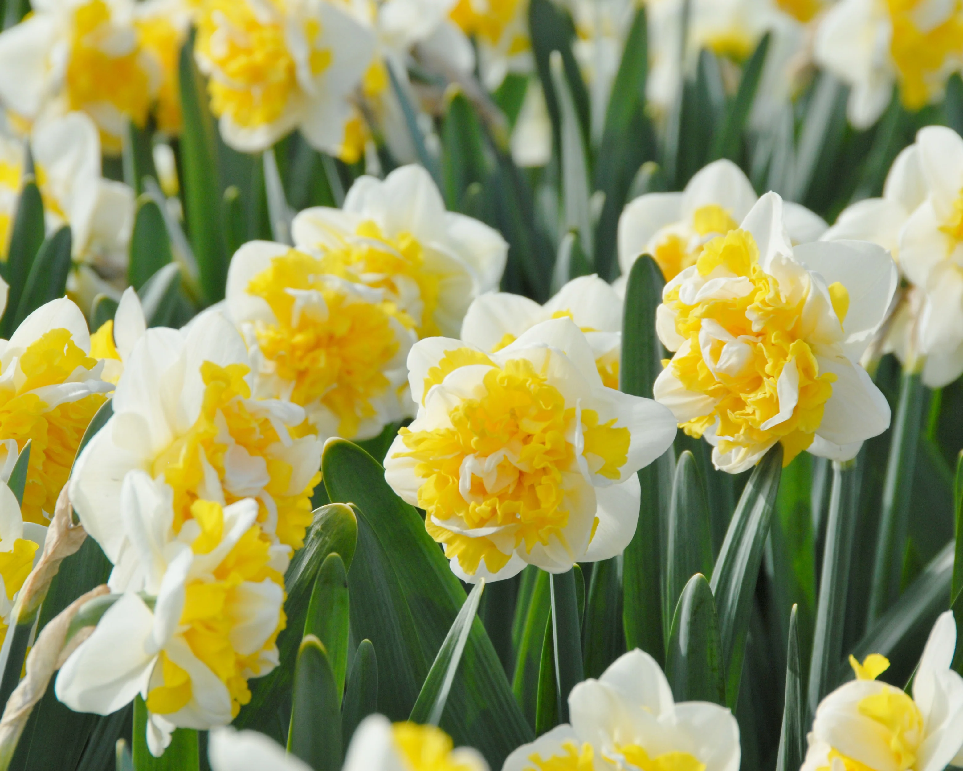 Narcissus 'Doctor Witteveen' - Image 7