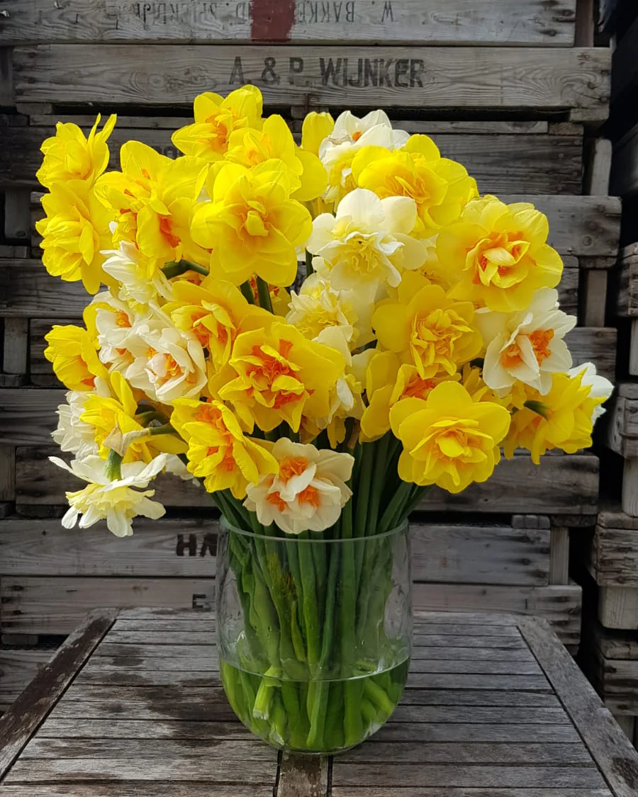 Narcissus 'Double Mixed' - Image 3