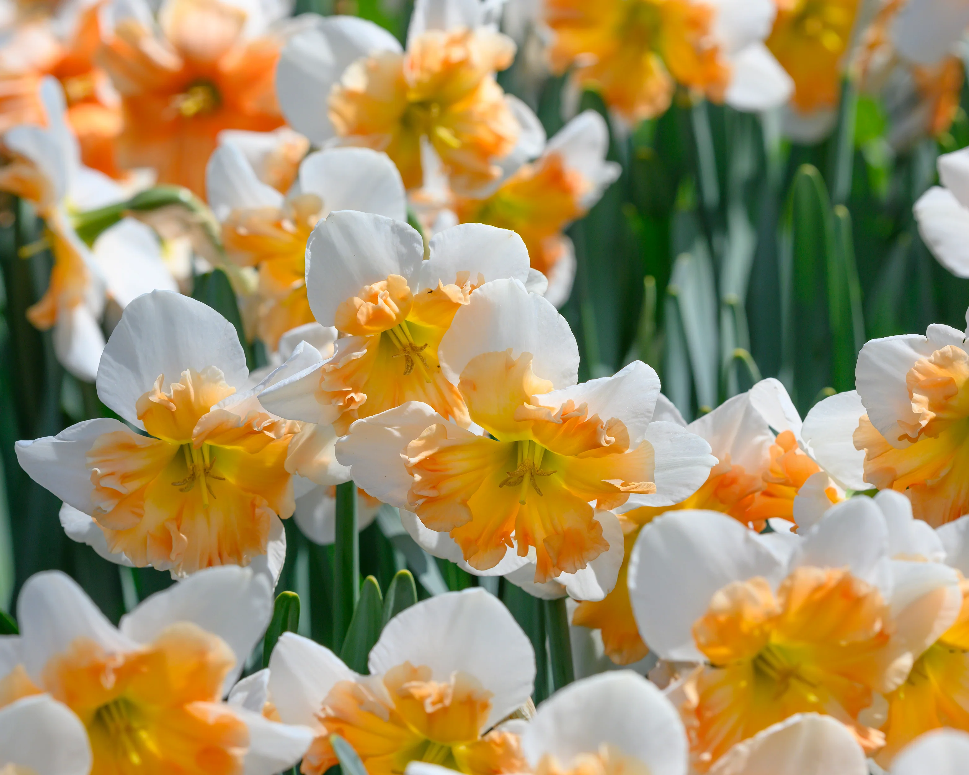 Narcissus 'Drama Queen' - Image 2
