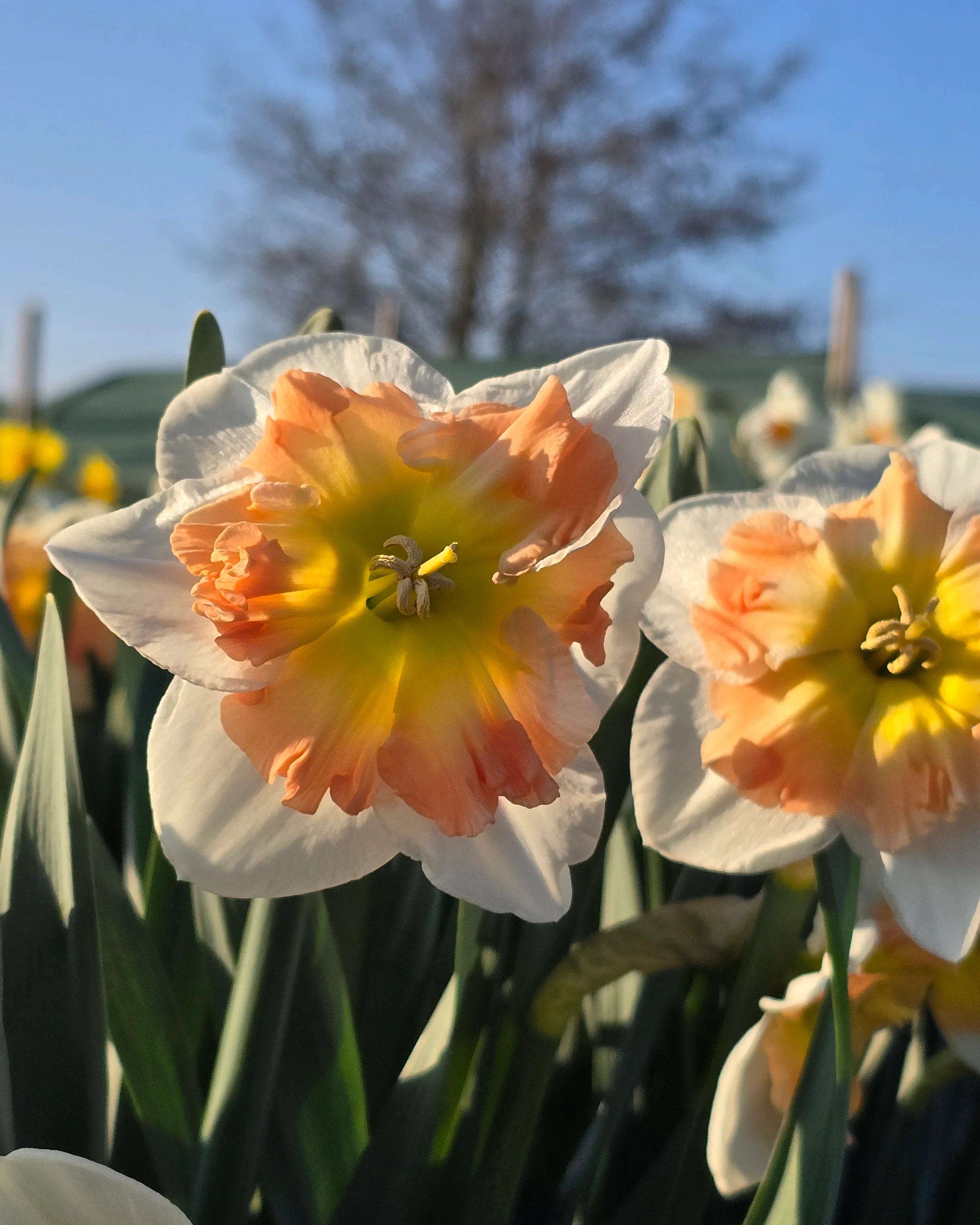 Narcissus 'Drama Queen' - Image 3