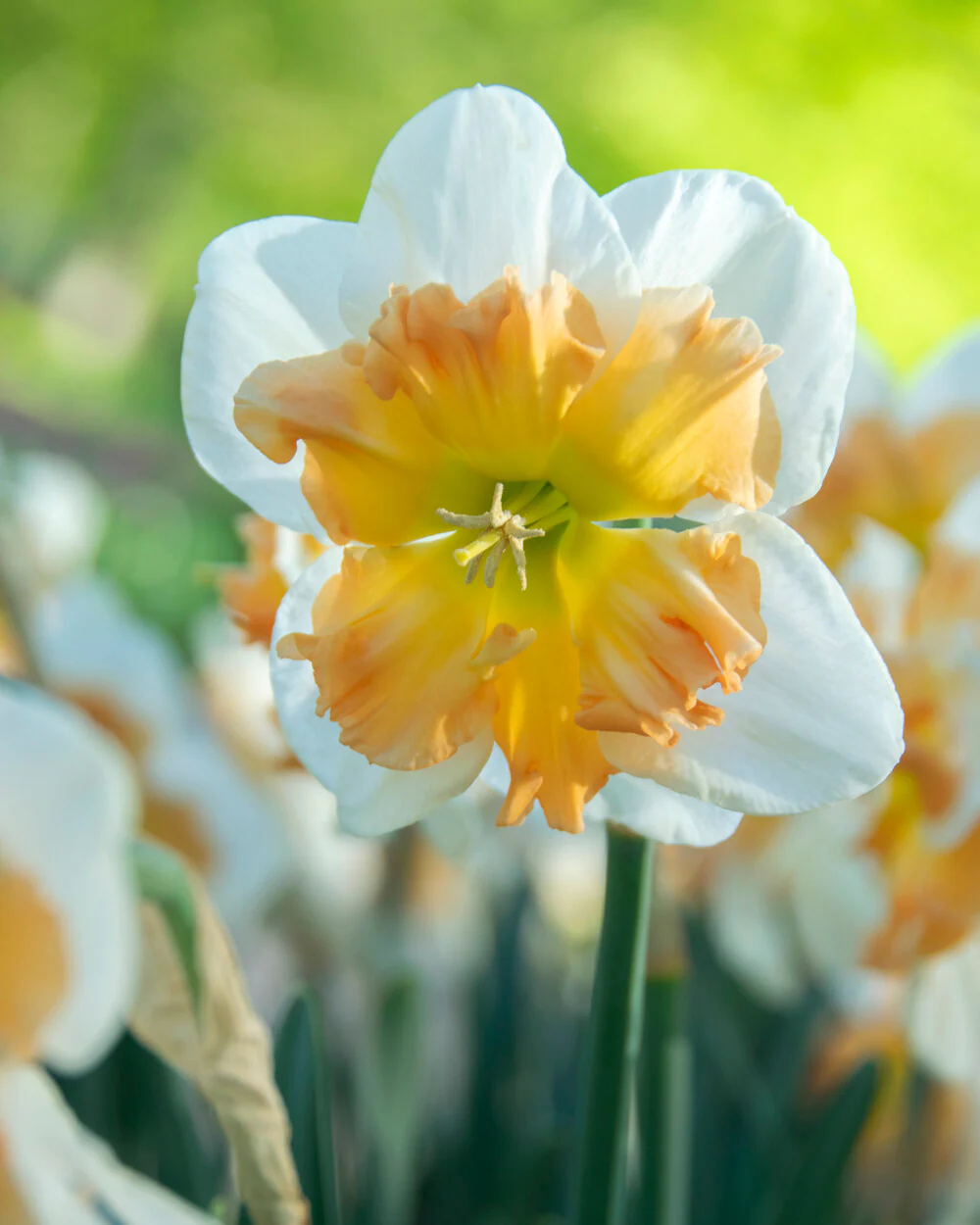 Narcissus 'Drama Queen' - Image 4