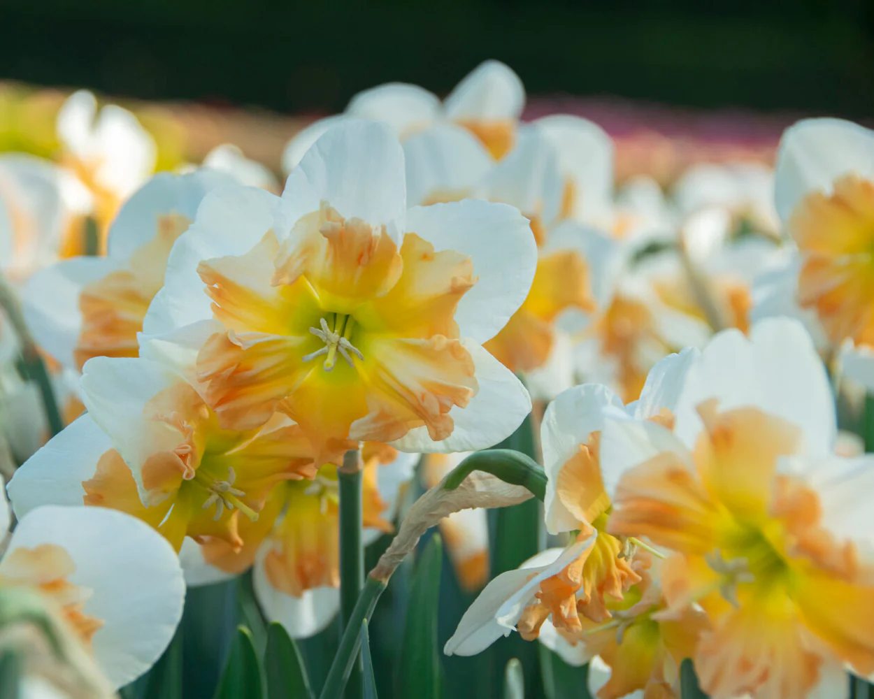 Narcissus 'Drama Queen' - Image 8