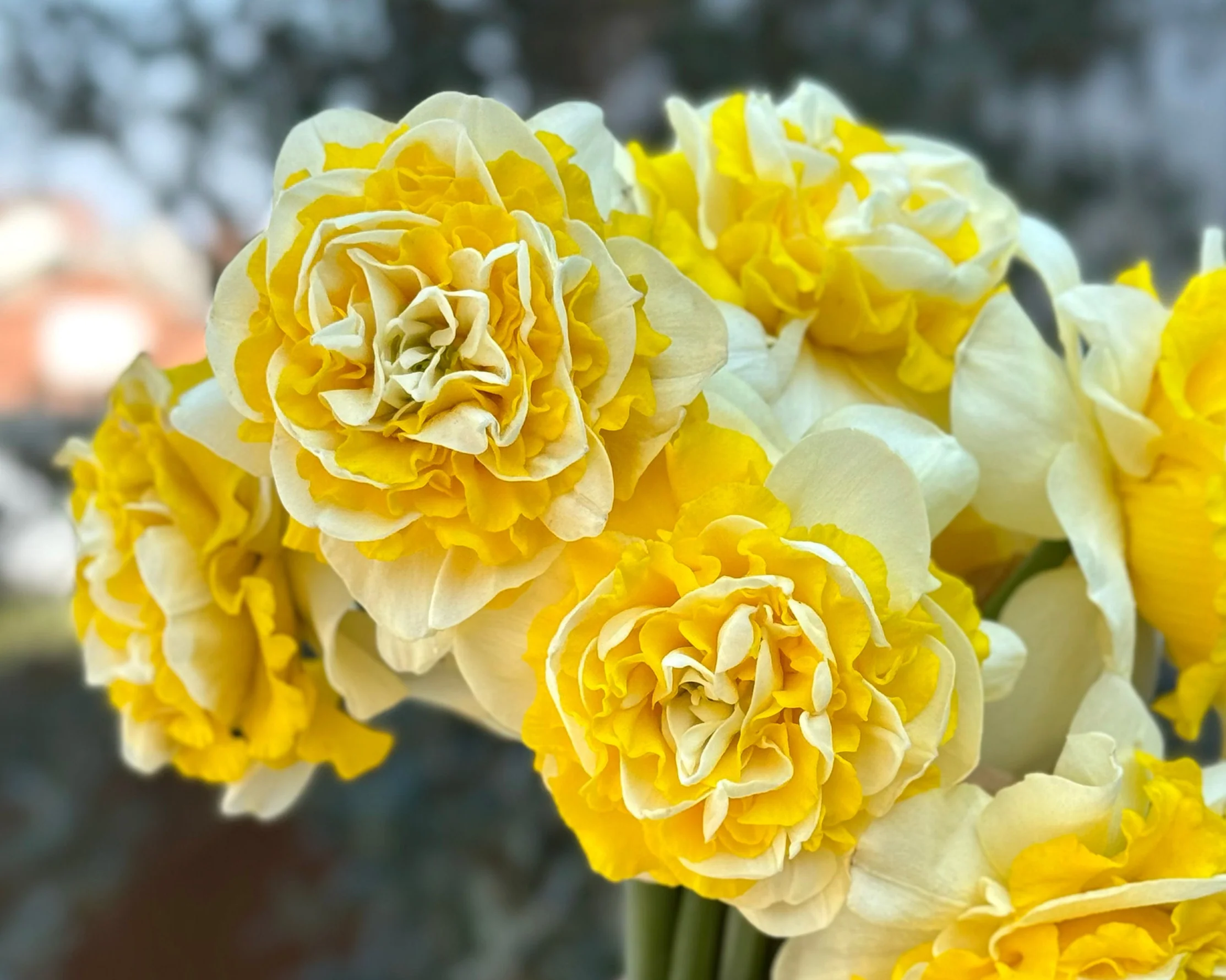 Narcissus 'Dutch Lion' - Image 2
