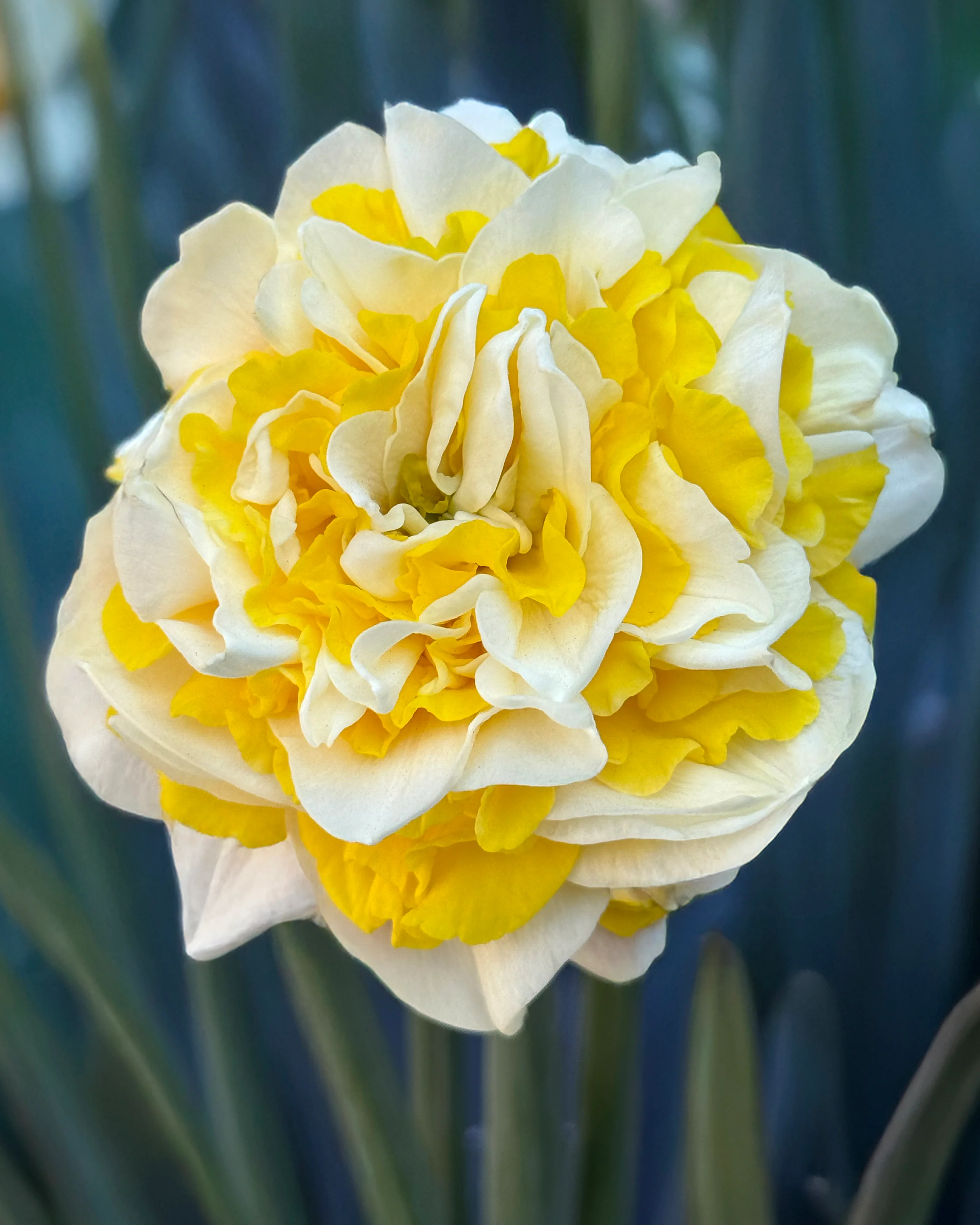 Narcissus 'Dutch Lion' - Image 3