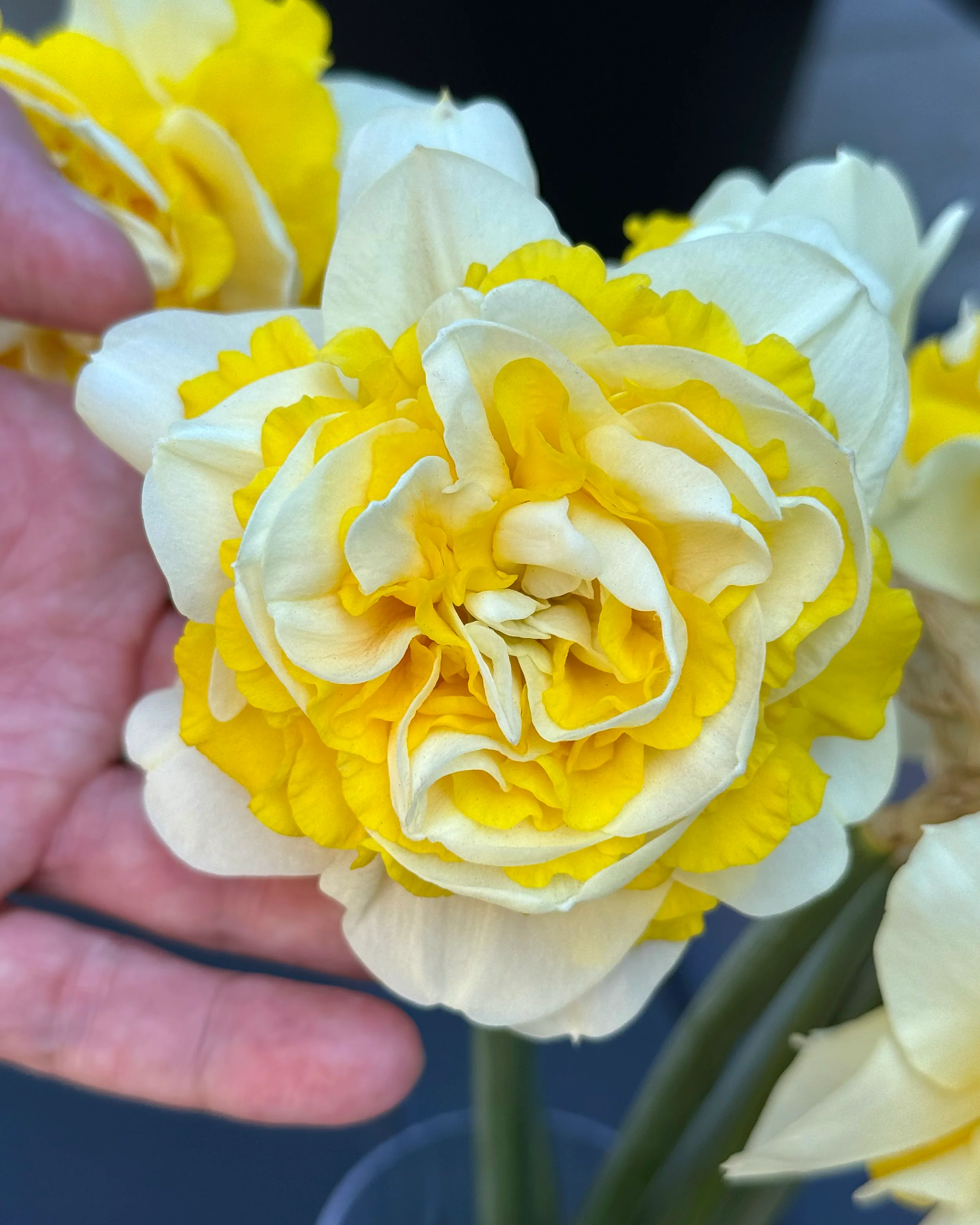Narcissus 'Dutch Lion' - Image 5