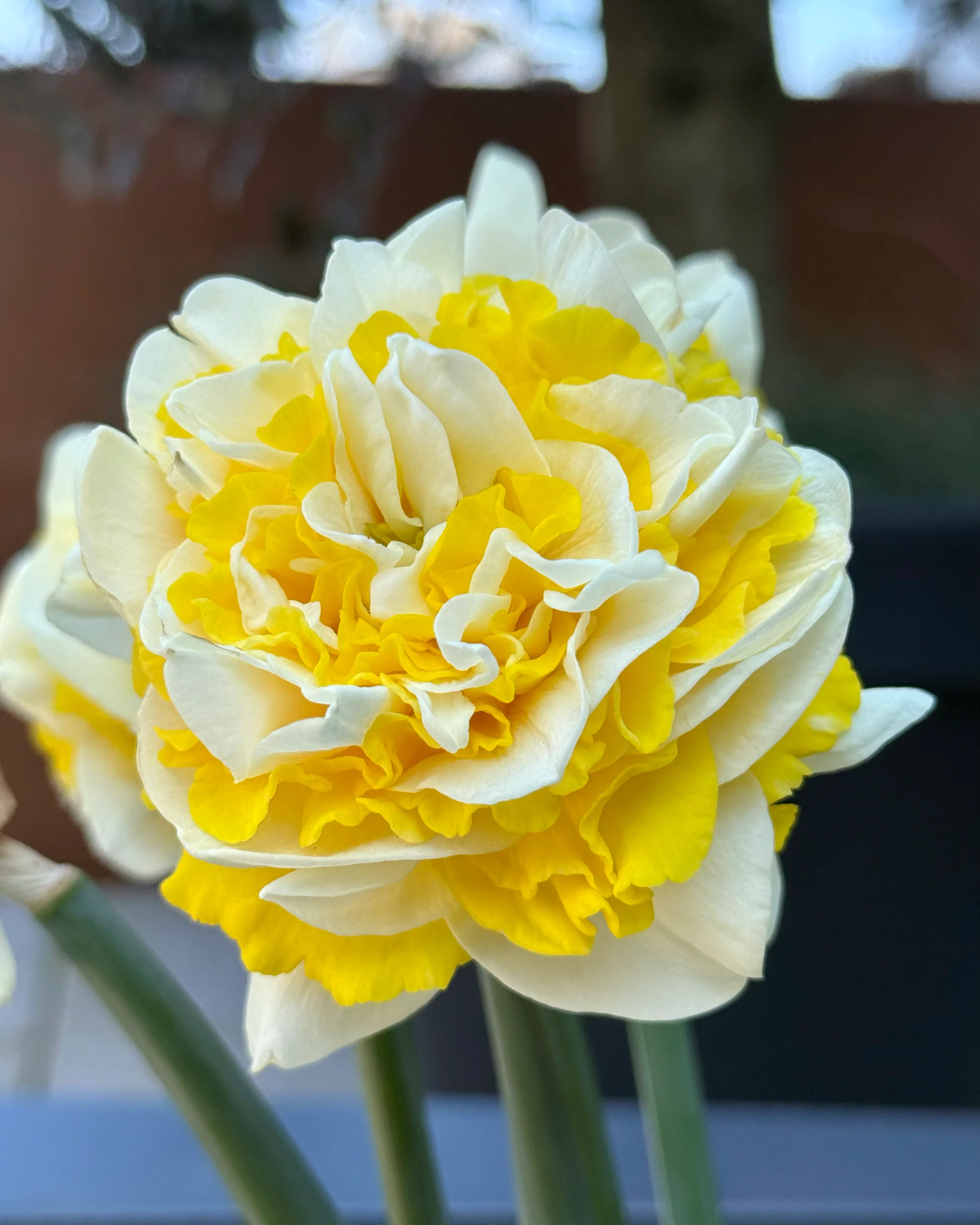 Narcissus 'Dutch Lion' - Image 6