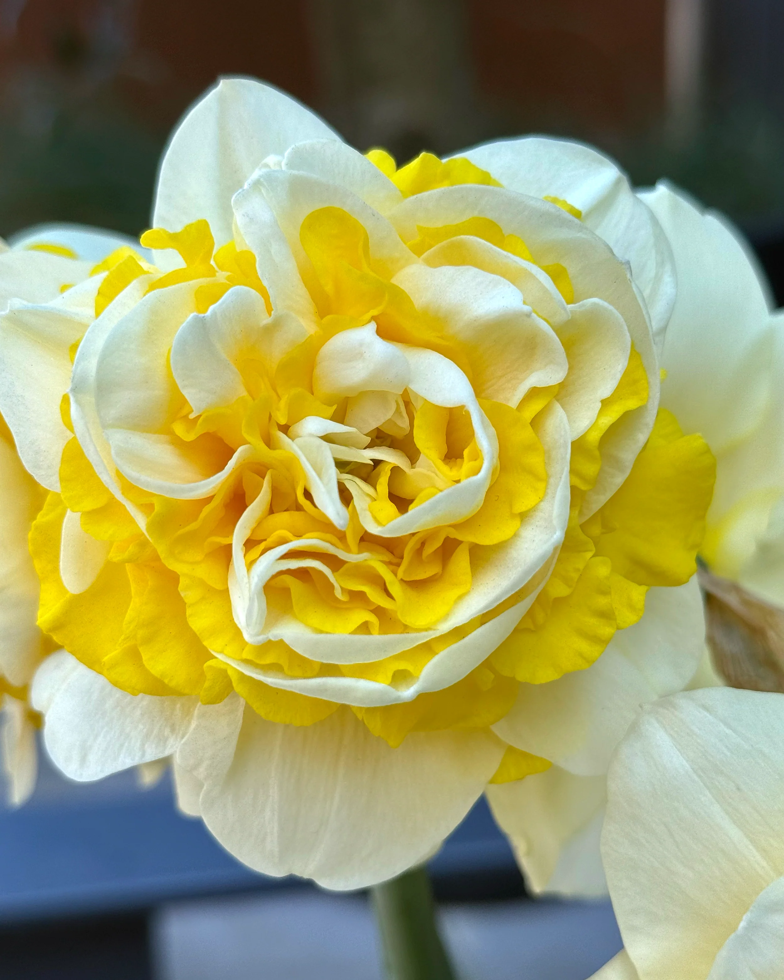 Narcissus 'Dutch Lion' - Image 7
