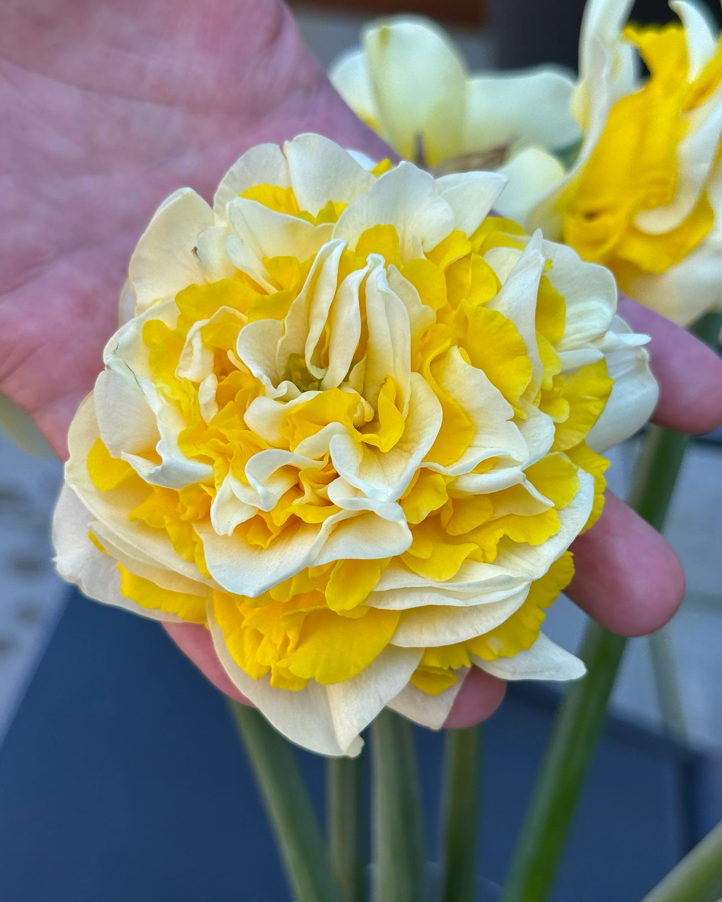 Narcissus 'Dutch Lion' - Image 8