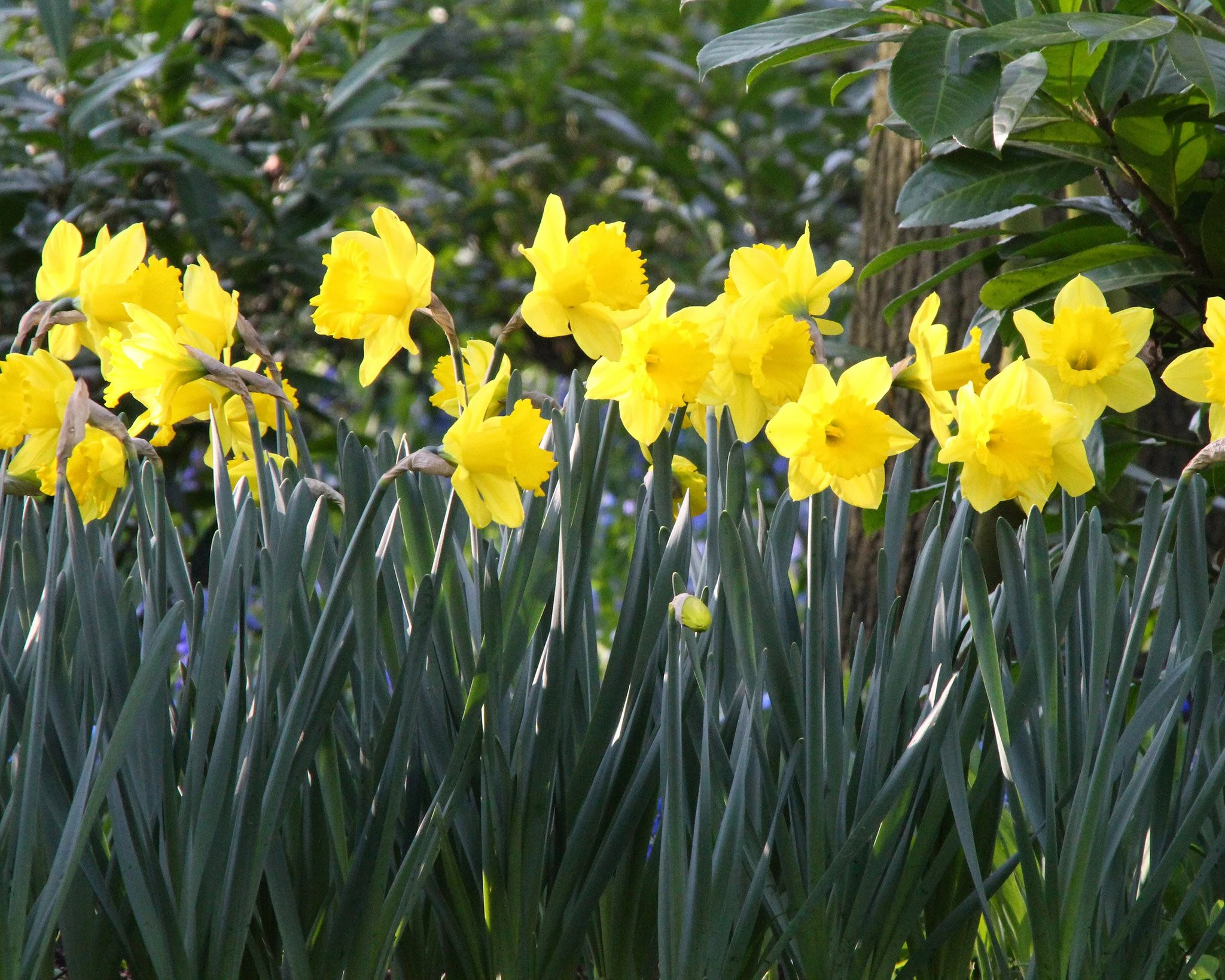 Narcissus 'Dutch Master' - Image 3