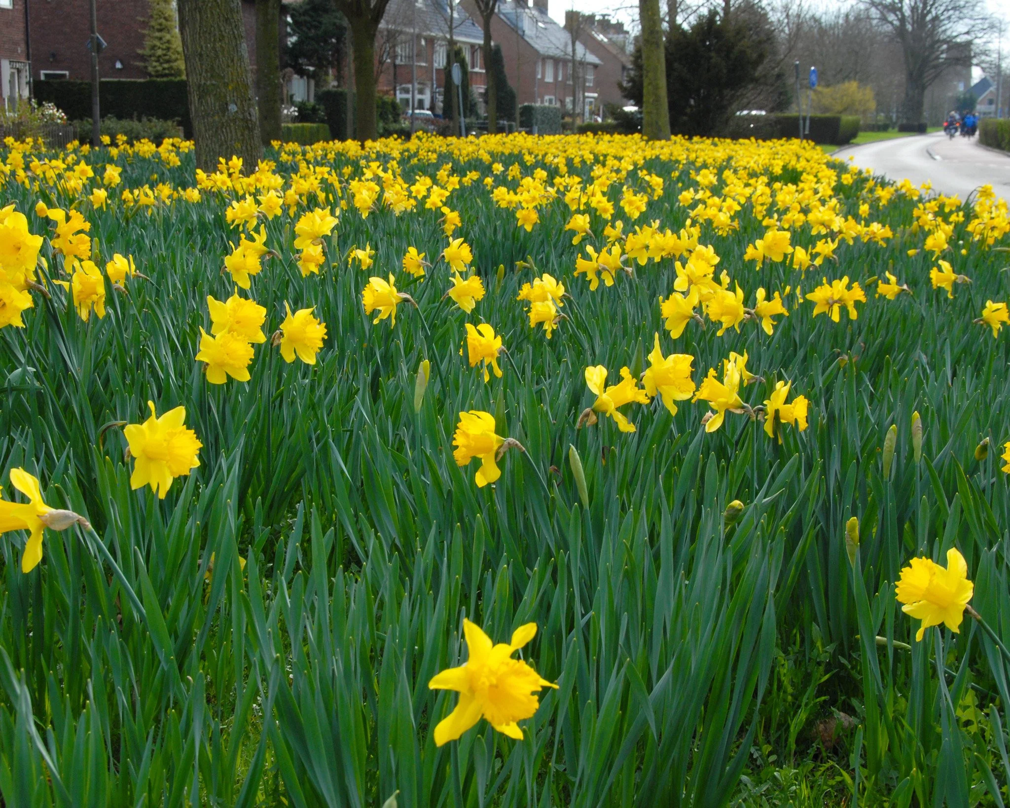 Narcissus 'Dutch Master' - Image 7