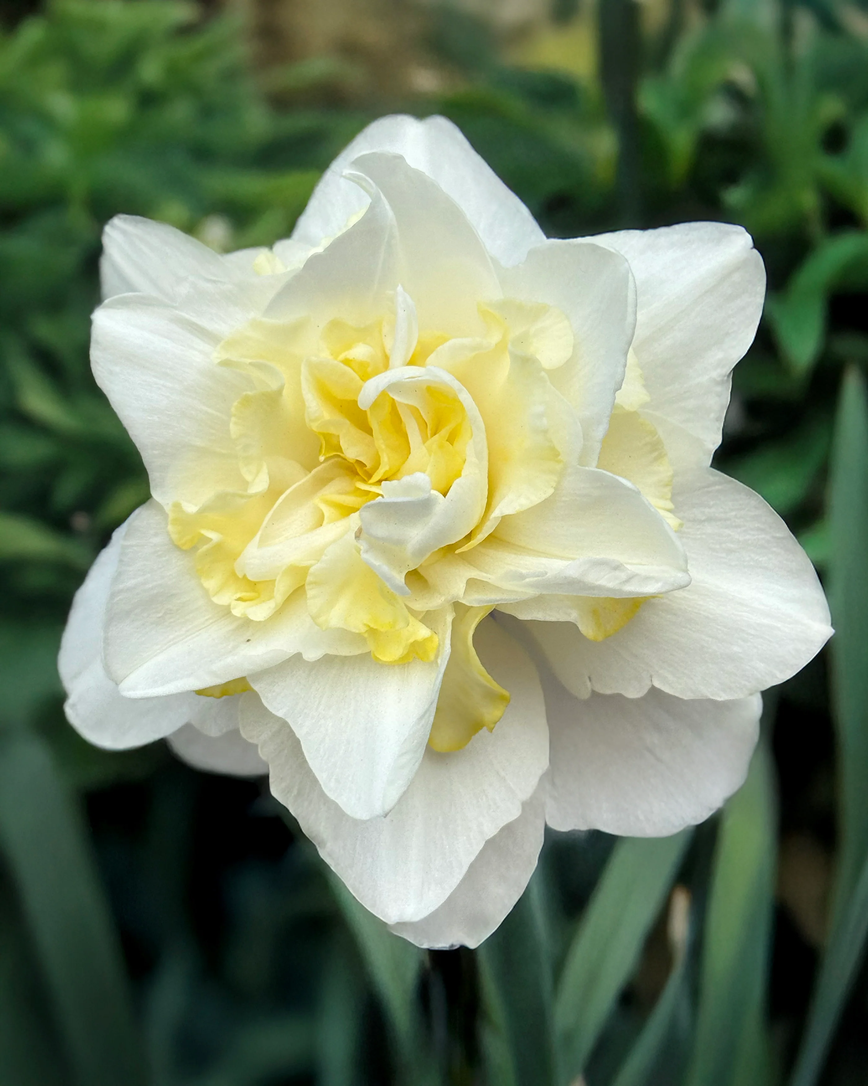 Narcissus 'Easter Born' - Image 2