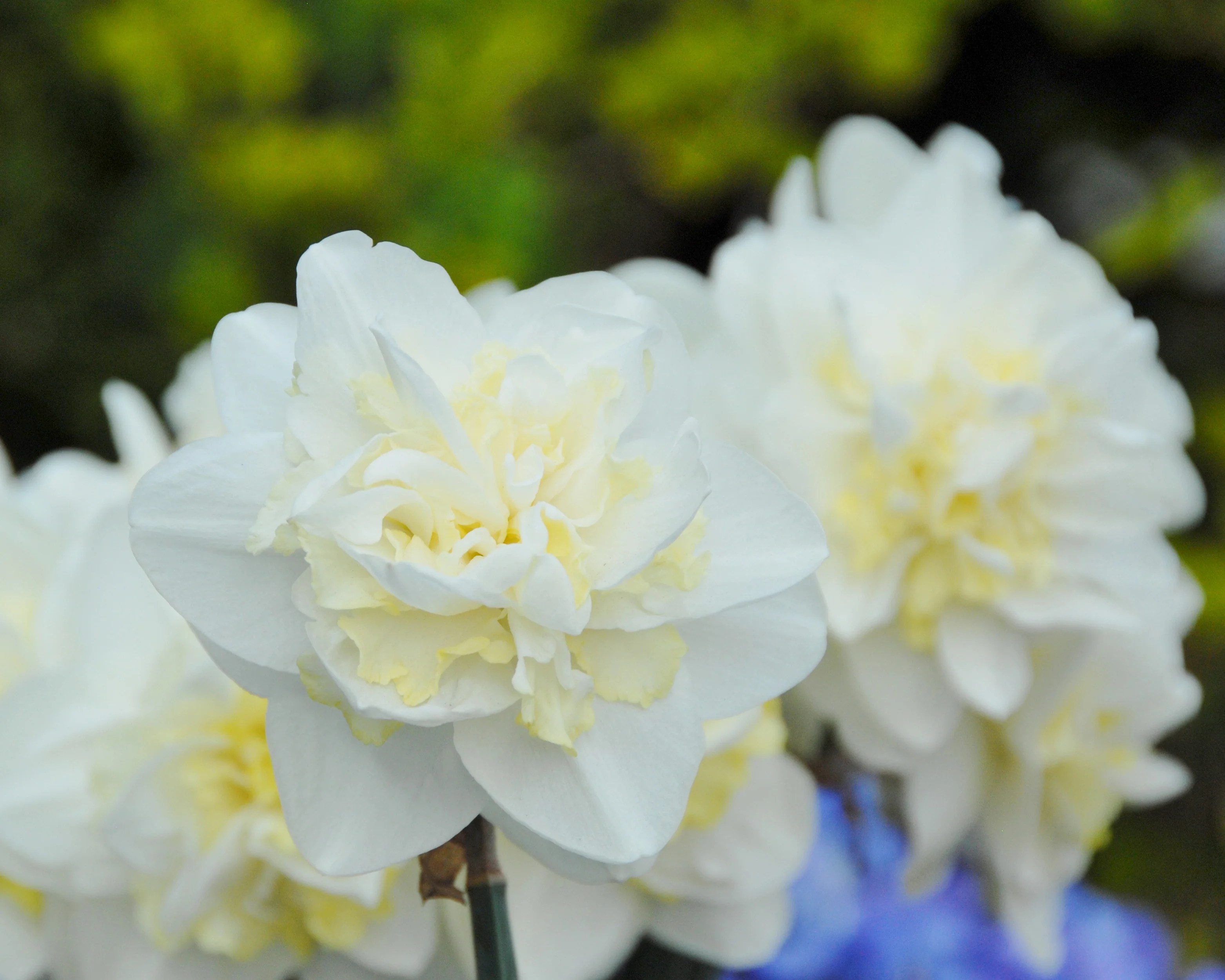 Narcissus 'Easter Born' - Image 4