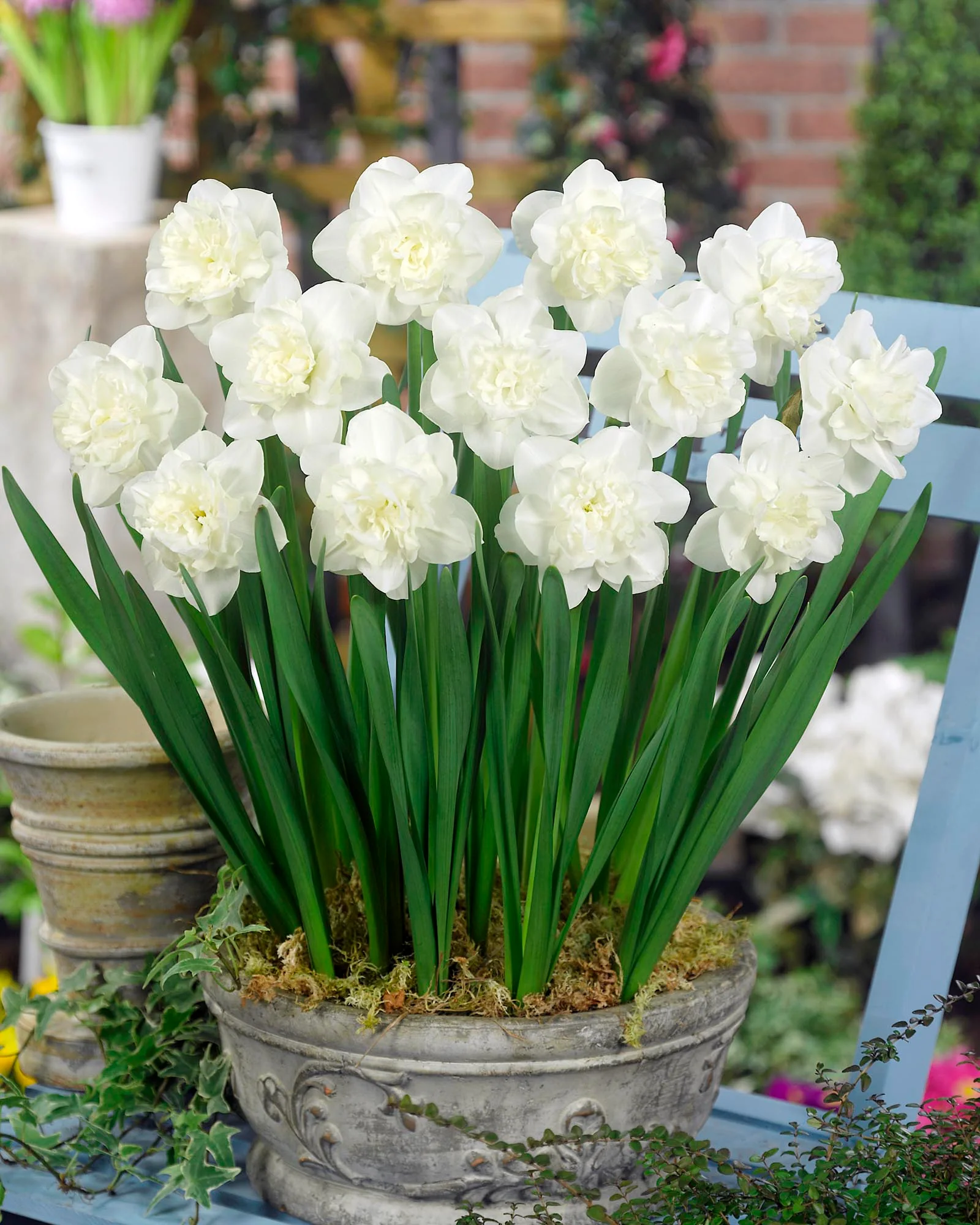 Narcissus 'Easter Born' - Image 5