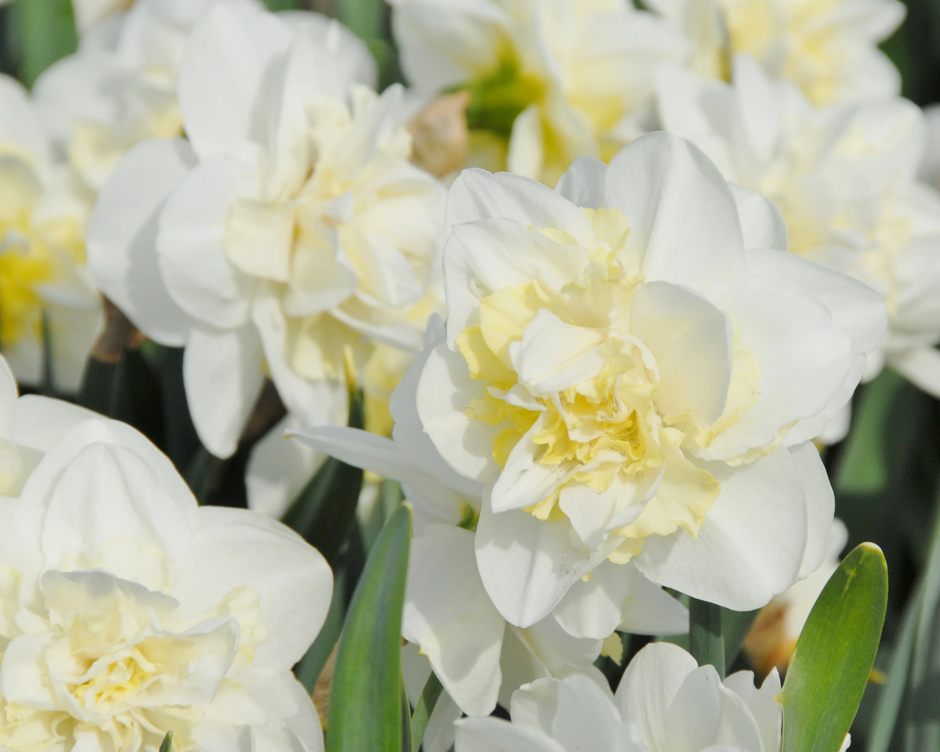Narcissus 'Easter Born' - Image 6