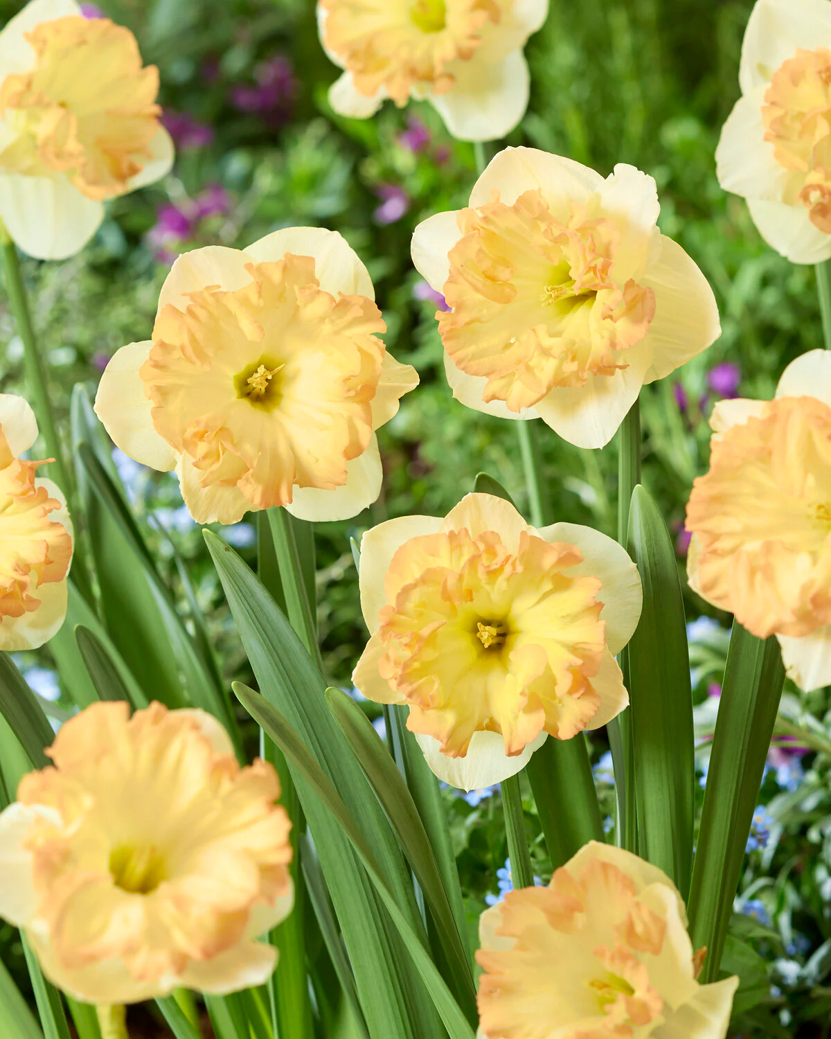 Narcissus 'Easter Party' - Image 5