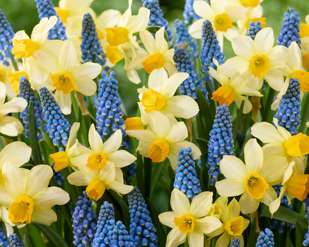 Narcissus 'Eaton Song' - Image 10
