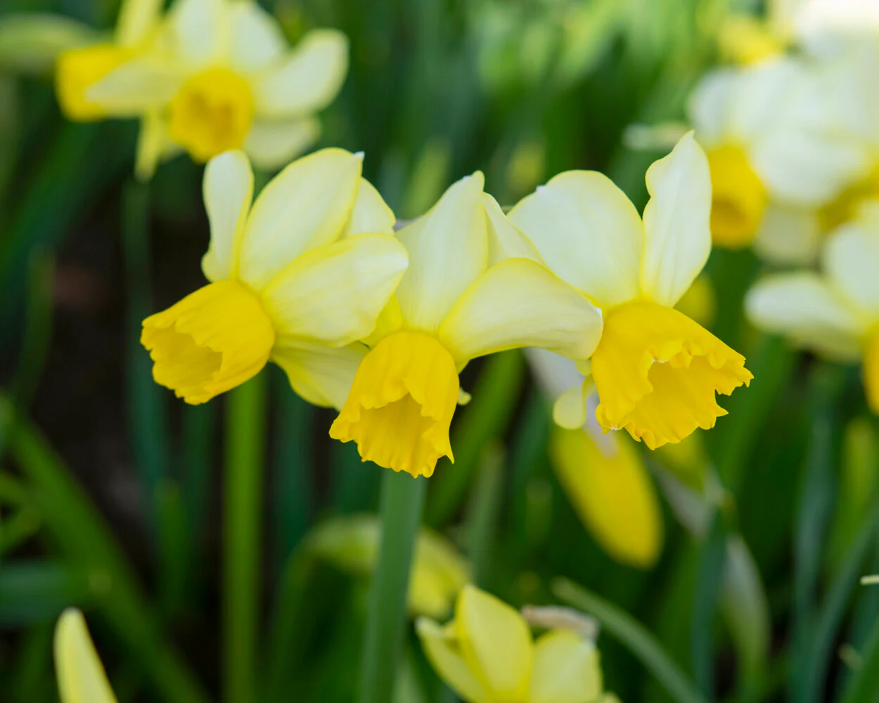 Narcissus 'Eaton Song' - Image 12