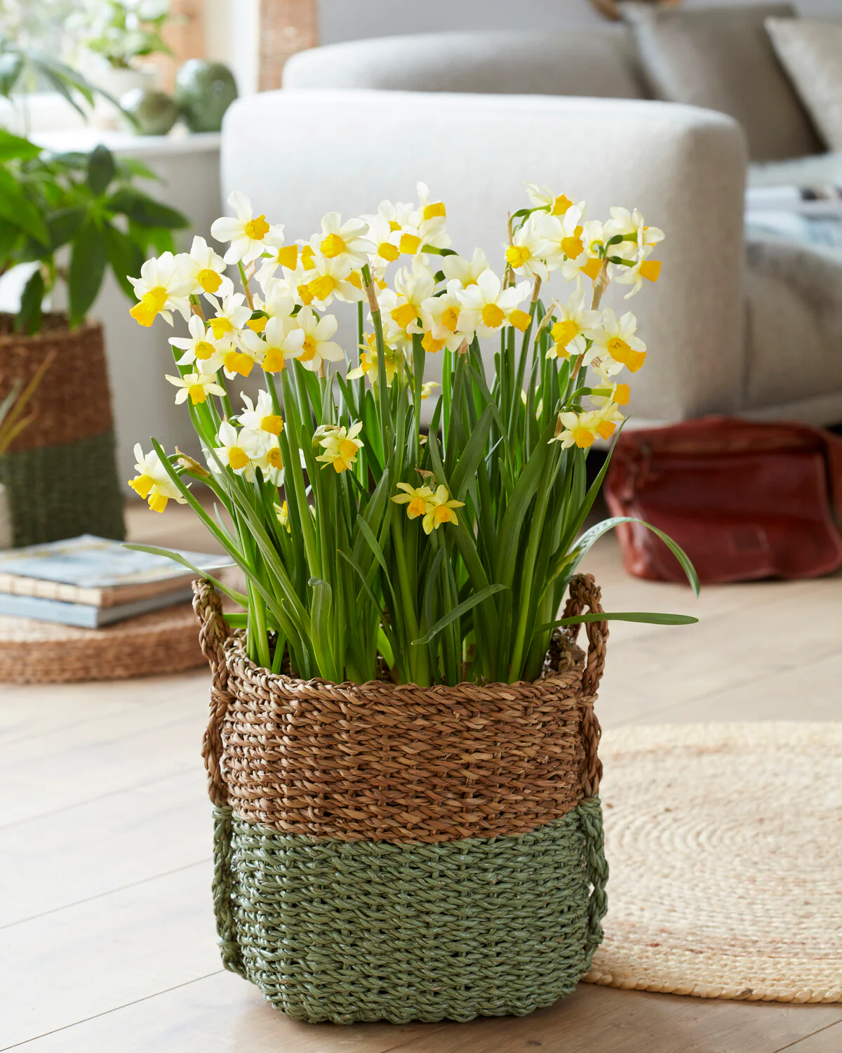 Narcissus 'Eaton Song' - Image 3