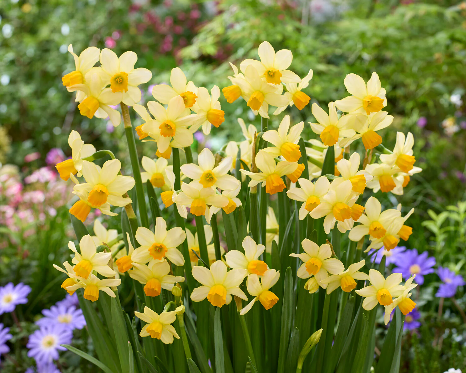 Narcissus 'Eaton Song' - Image 4