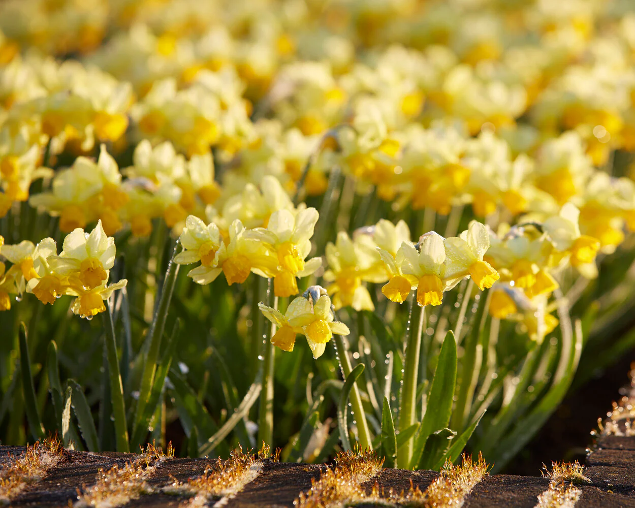 Narcissus 'Eaton Song' - Image 6