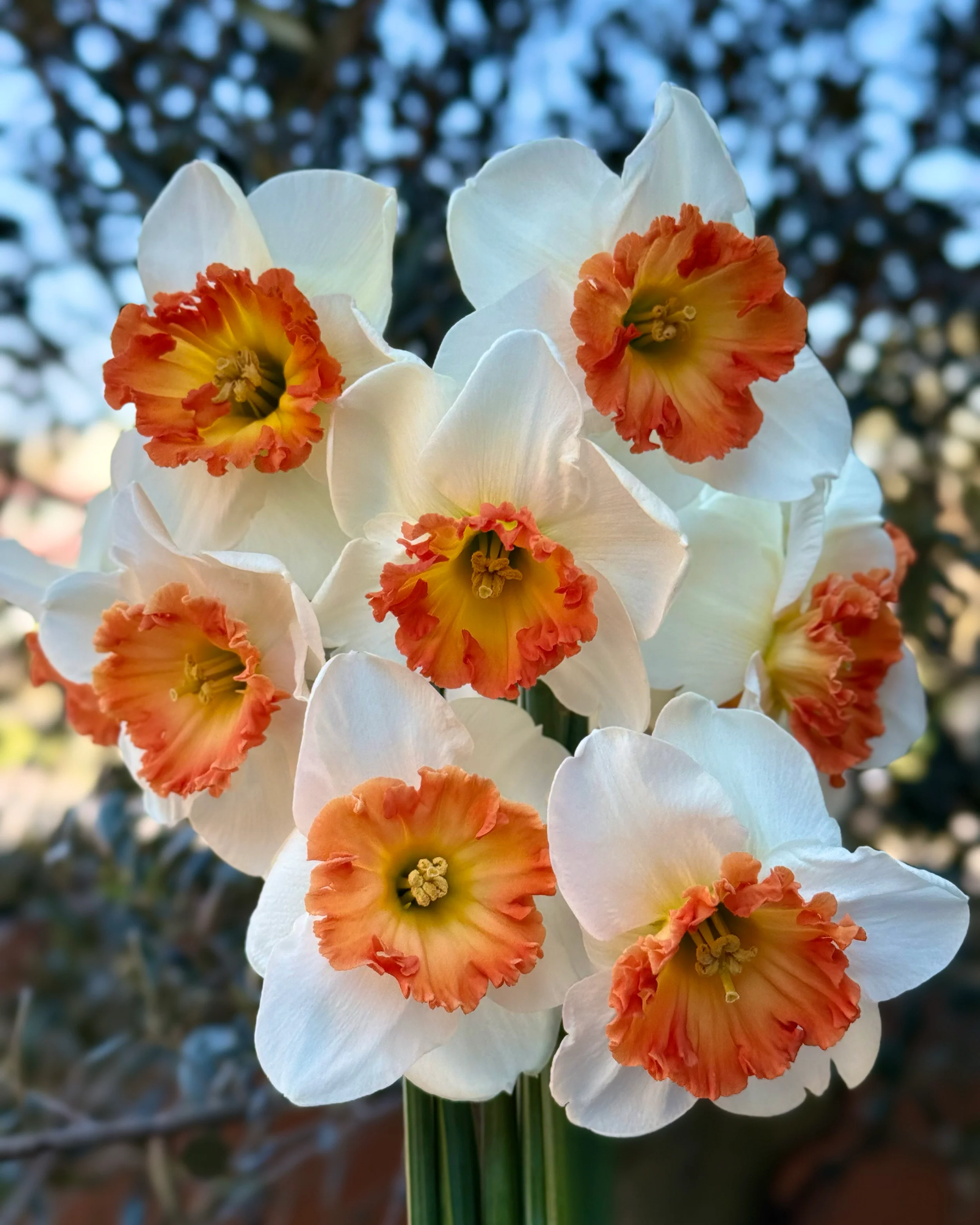 Narcissus 'Eclat' - Image 3